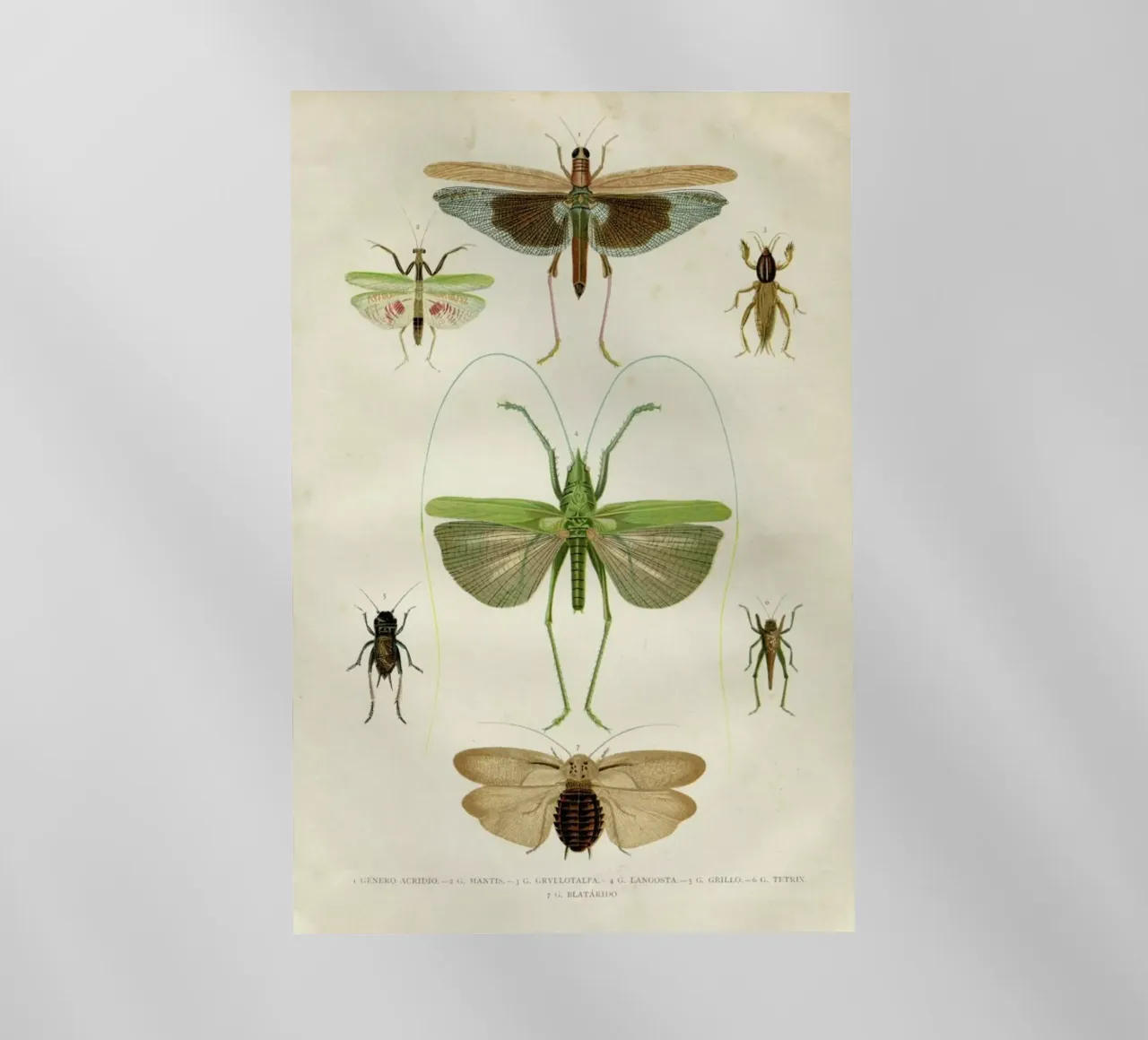 Insects pellicola backlit da Flora & Fauna