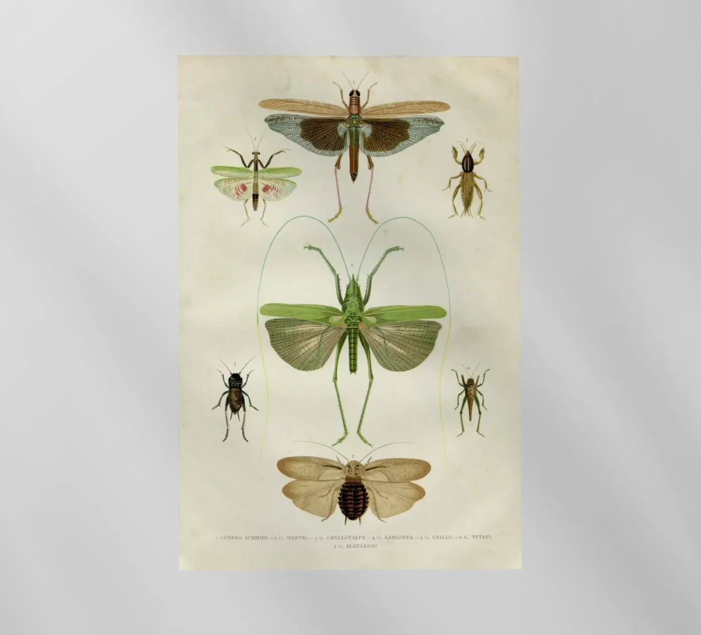 Insects pellicola backlit da Flora & Fauna