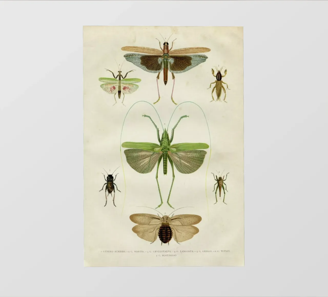 Insects pellicola backlit da Flora & Fauna