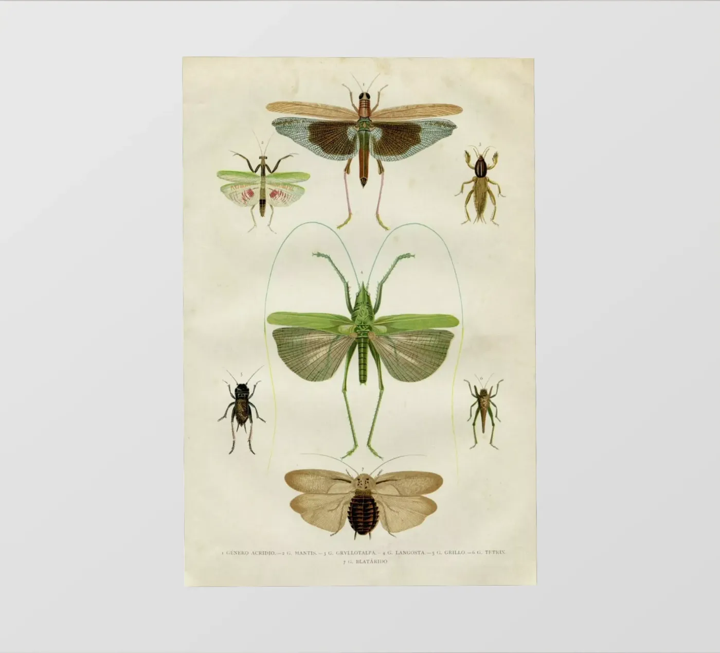 Insects backlit folie van Flora & Fauna