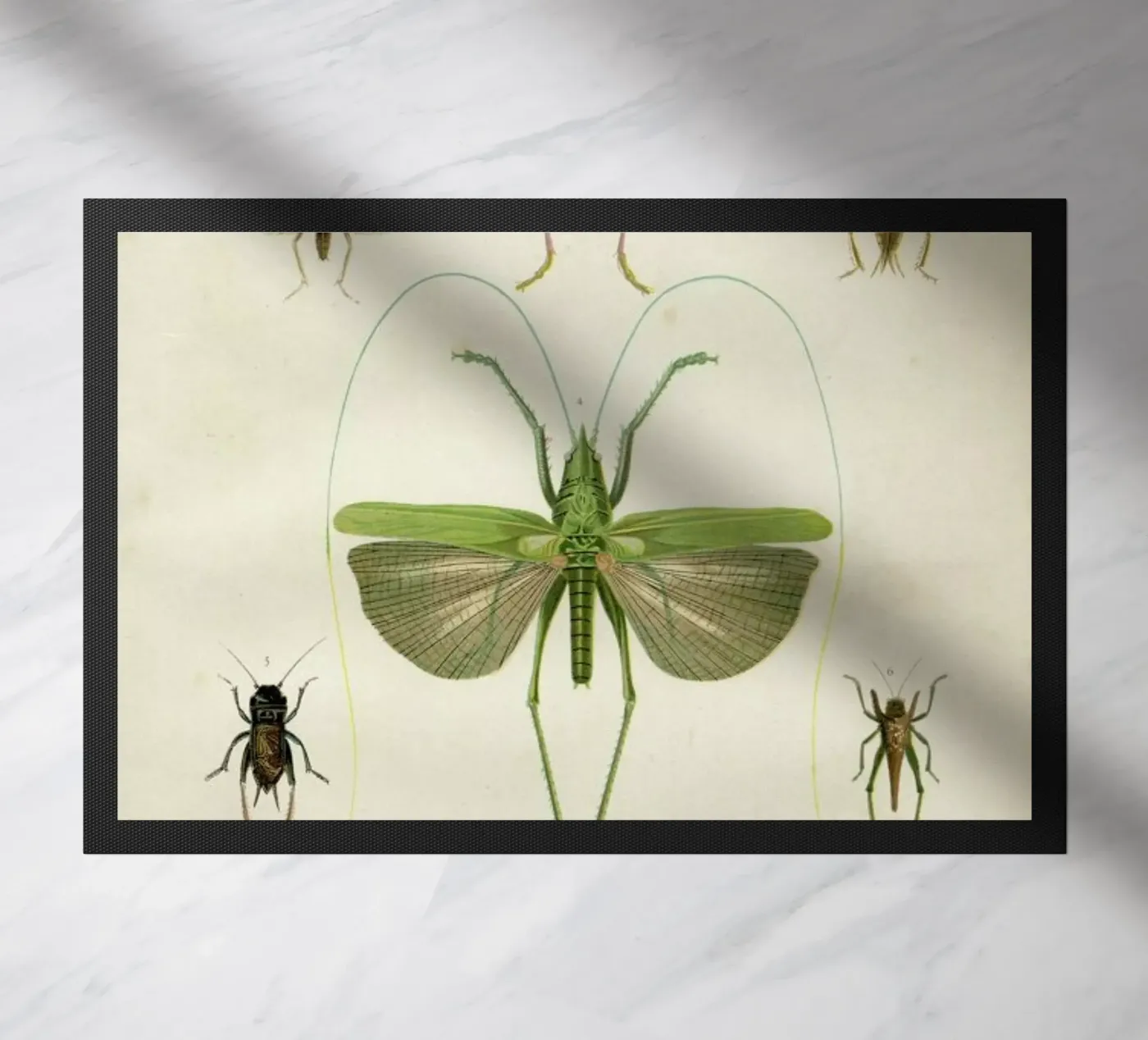 Insects zerbino da Flora & Fauna