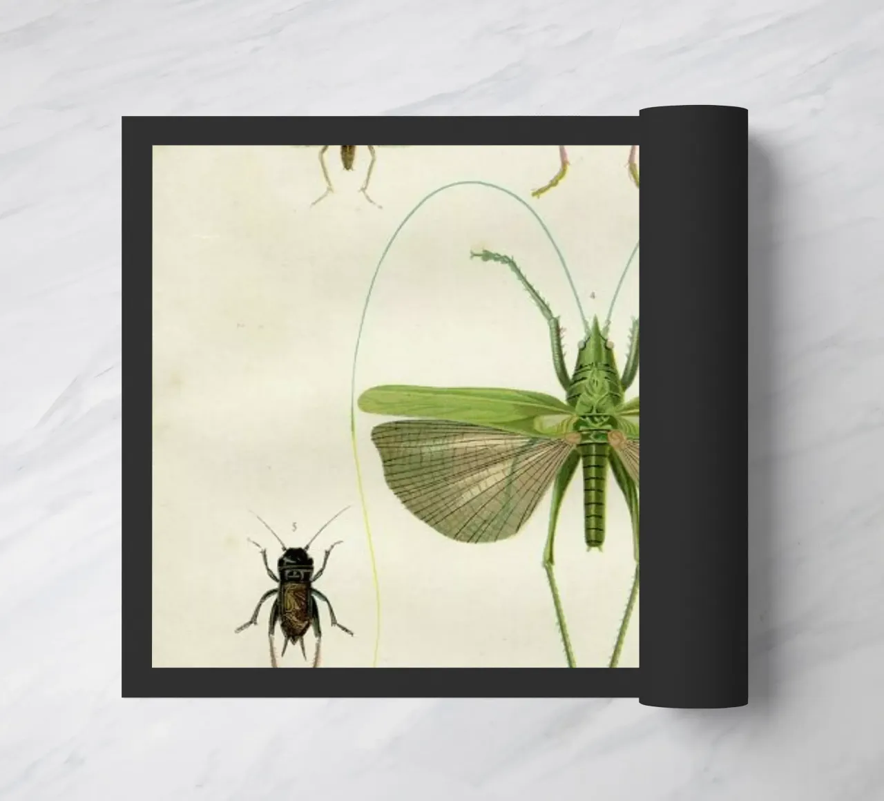 Insects zerbino da Flora & Fauna