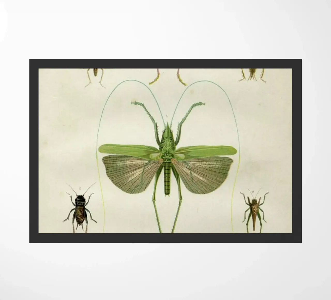 Insects zerbino da Flora & Fauna