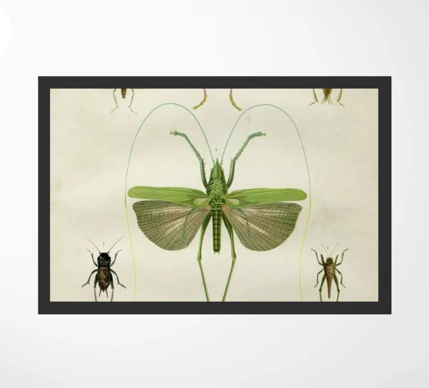 Insects zerbino da Flora & Fauna