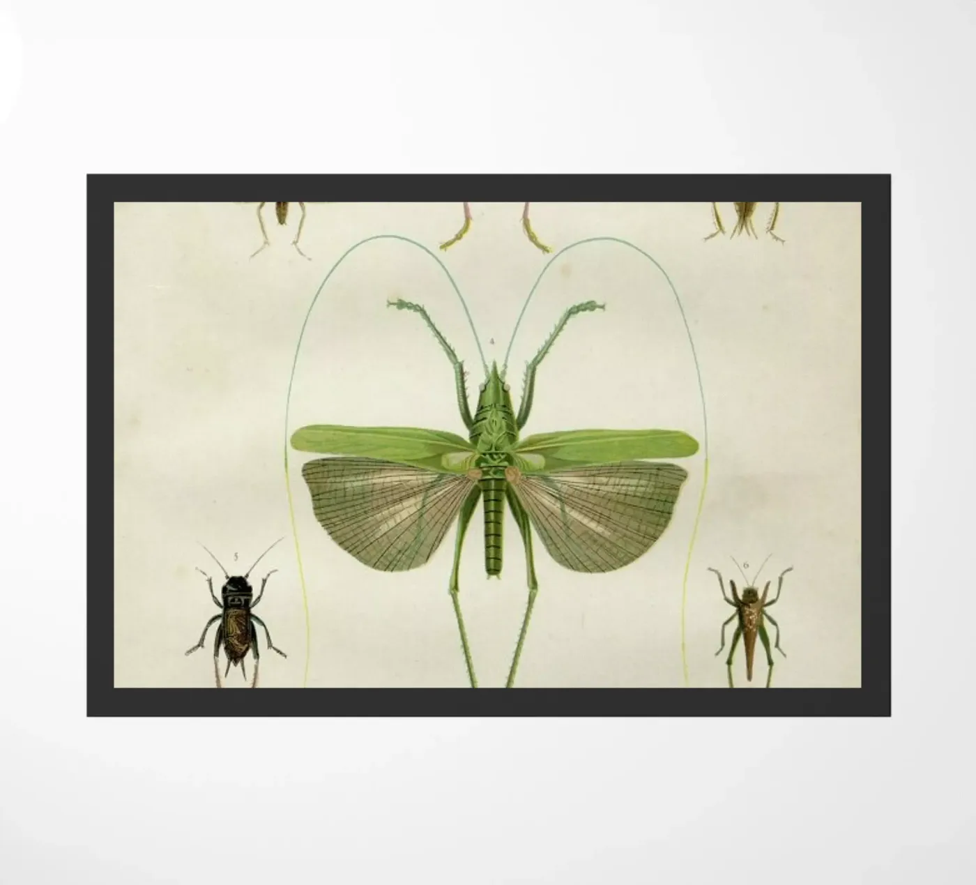 Insects paillasson de Flora & Fauna