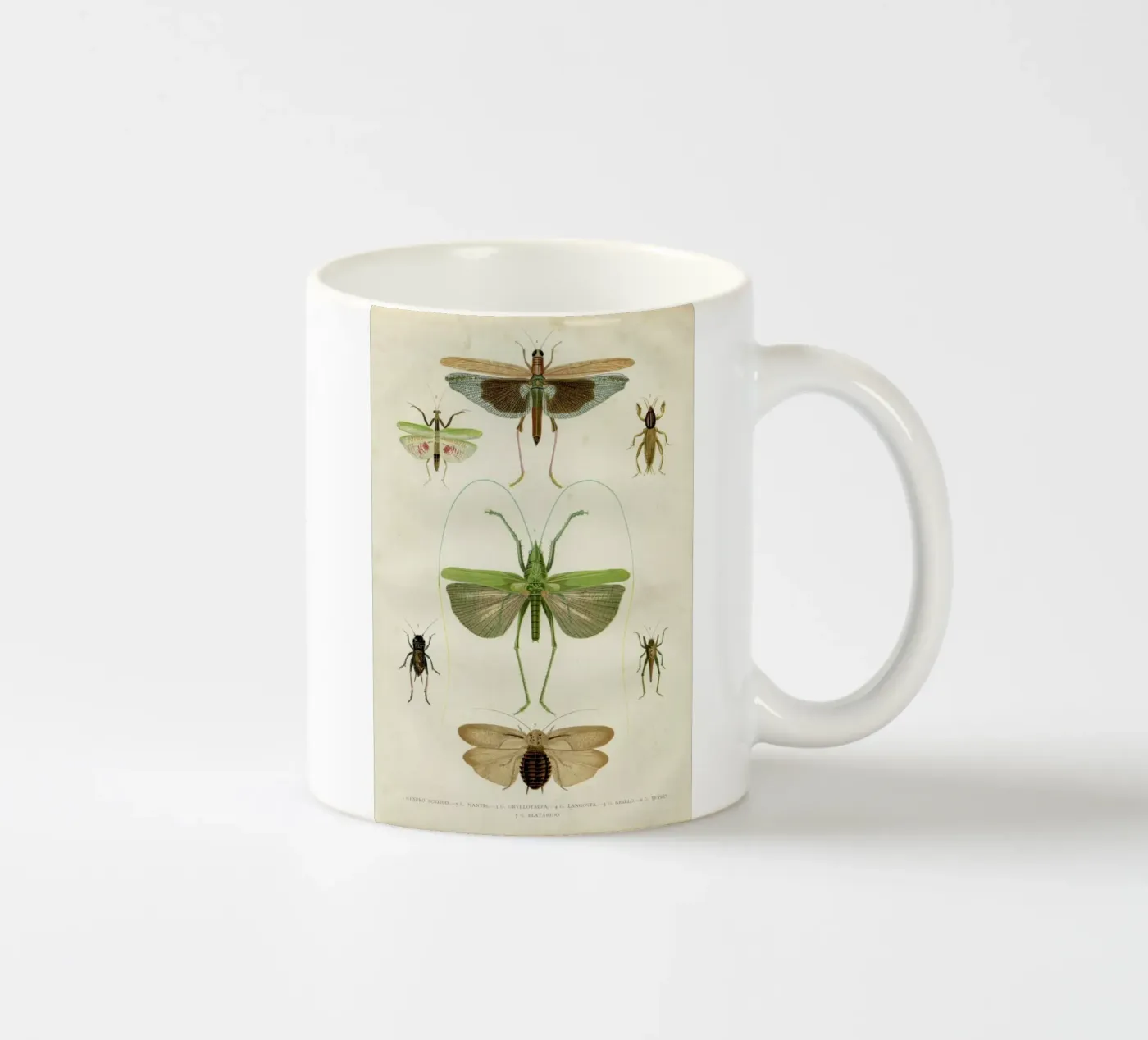 Insects ceramic mug by Flora & Fauna