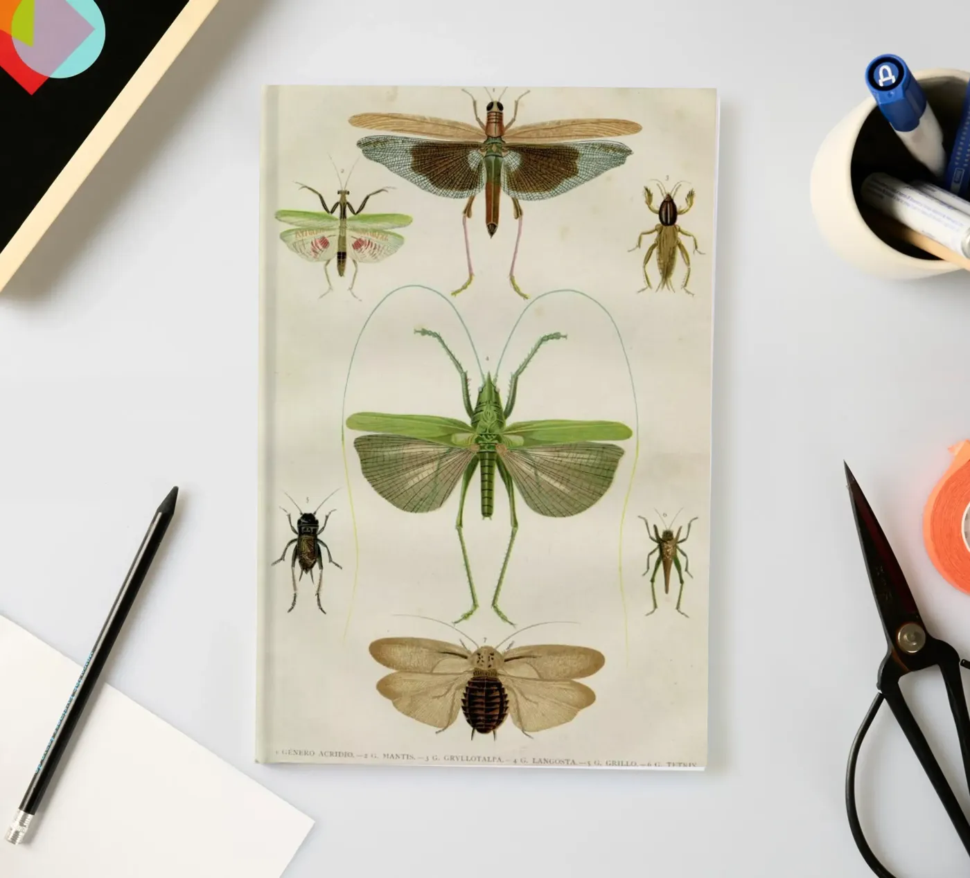 Insects notebook by Flora & Fauna
