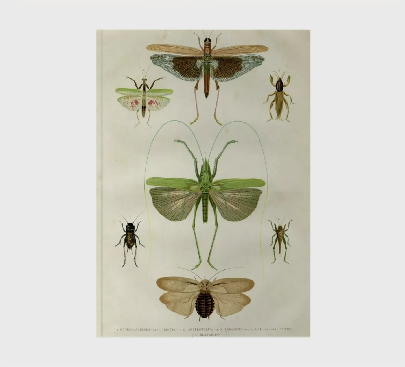 Insects notebook by Flora & Fauna