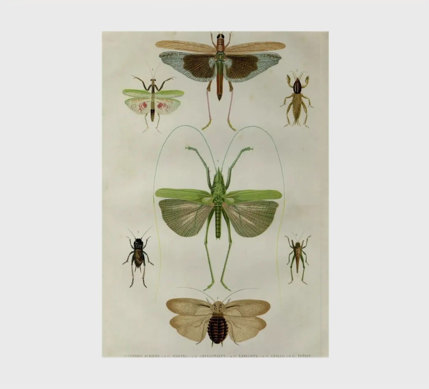 Insects notebook by Flora & Fauna