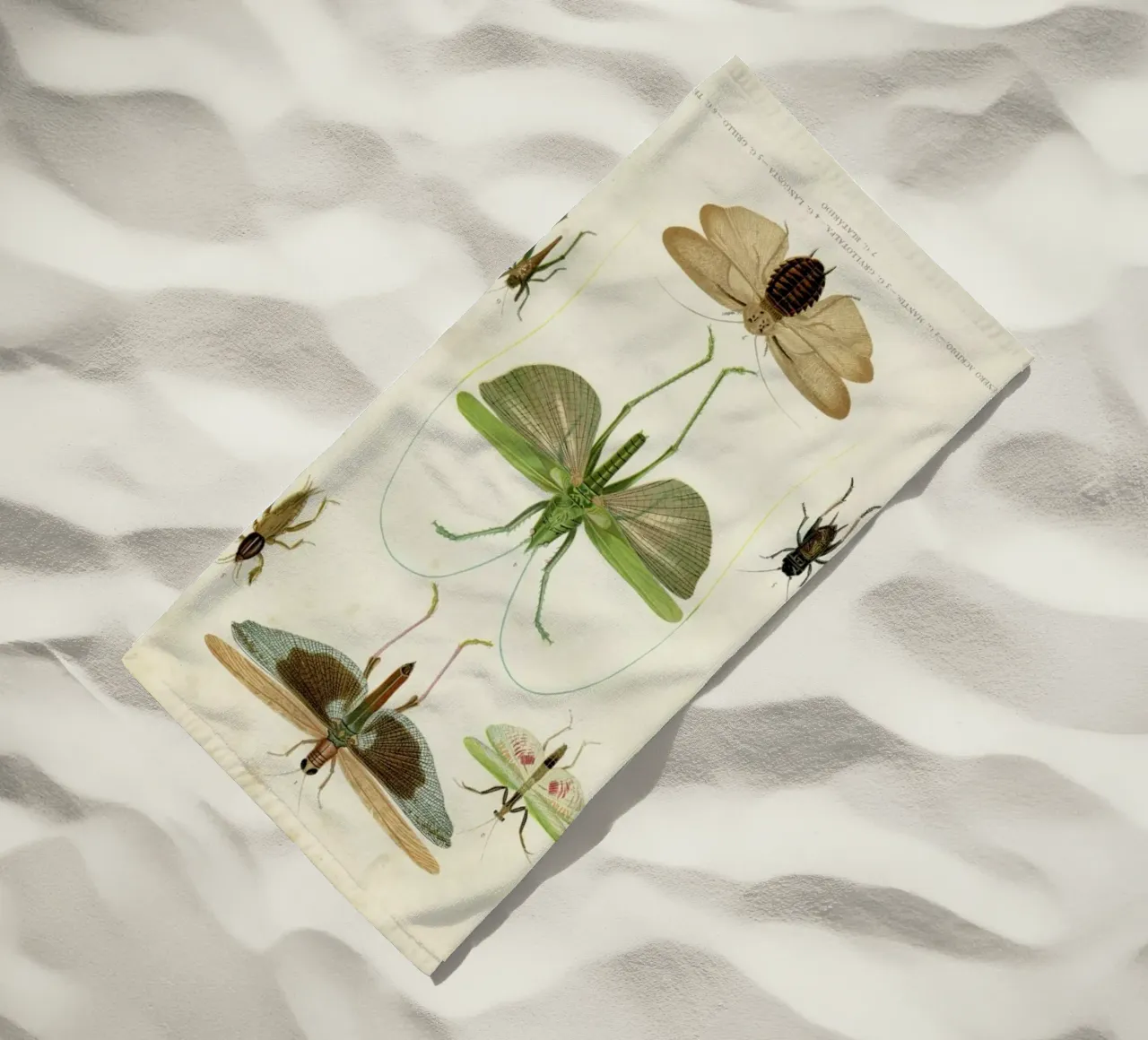 Insects telo mare da Flora & Fauna