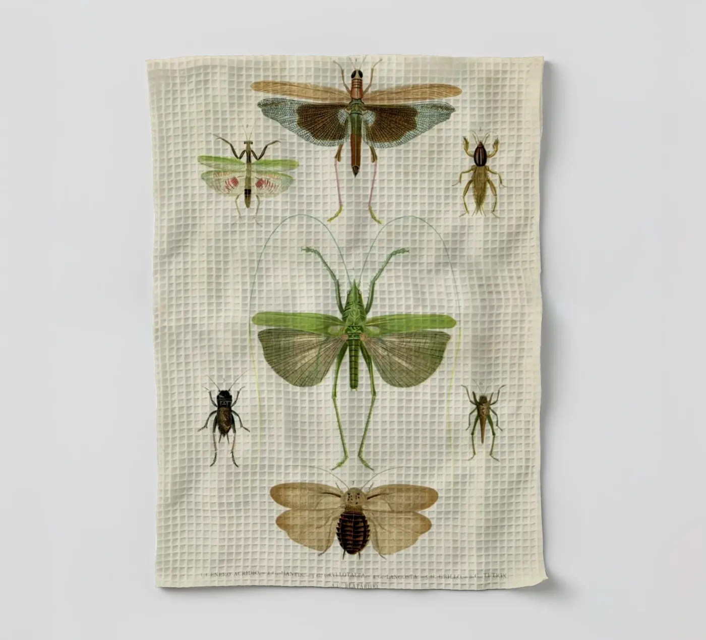 Insects tea towel by Flora & Fauna