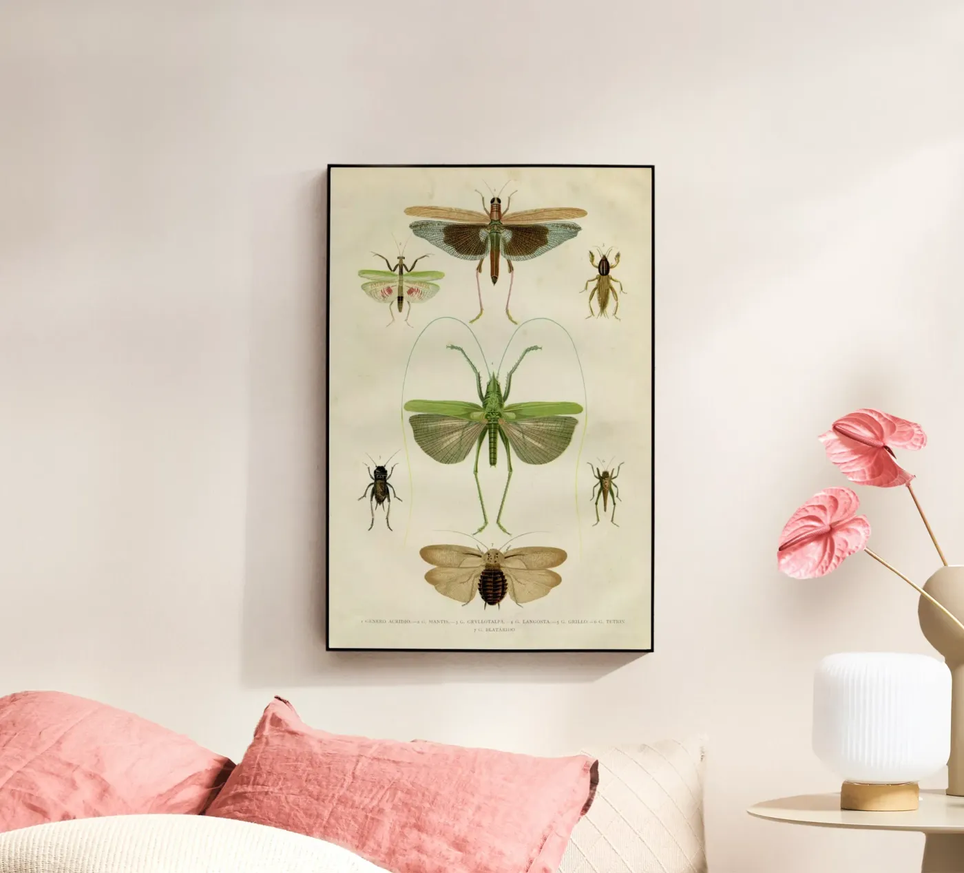 Insects plexiglas de Flora & Fauna
