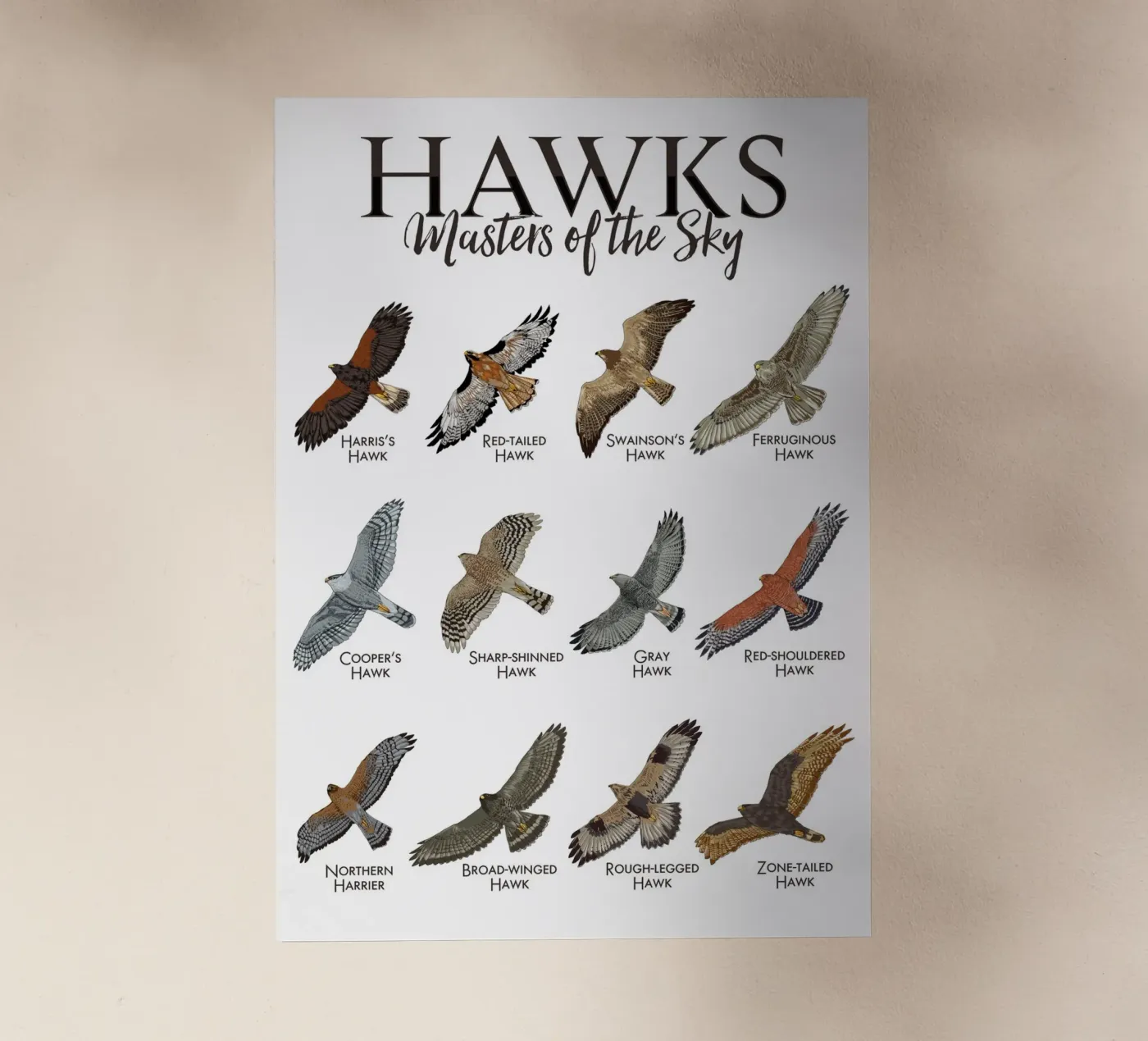 Falchi e falchetti pellicola backlit da pixelbull - medieval art and more