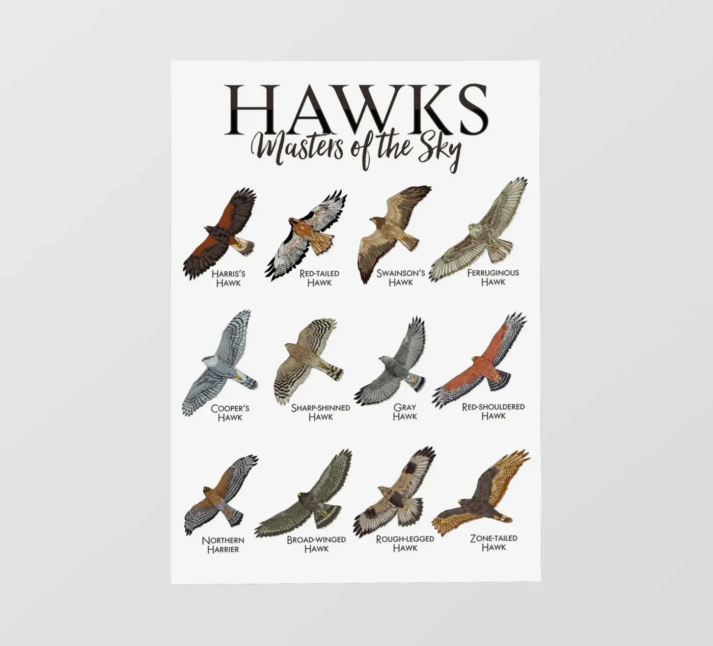 Falchi e falchetti pellicola backlit da pixelbull - medieval art and more