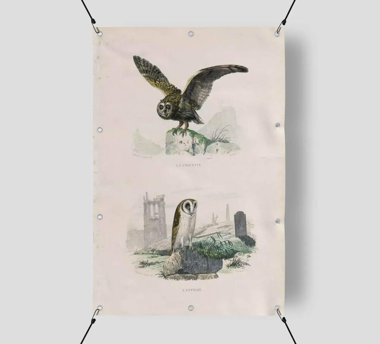 Owls telo in pvc da Flora & Fauna