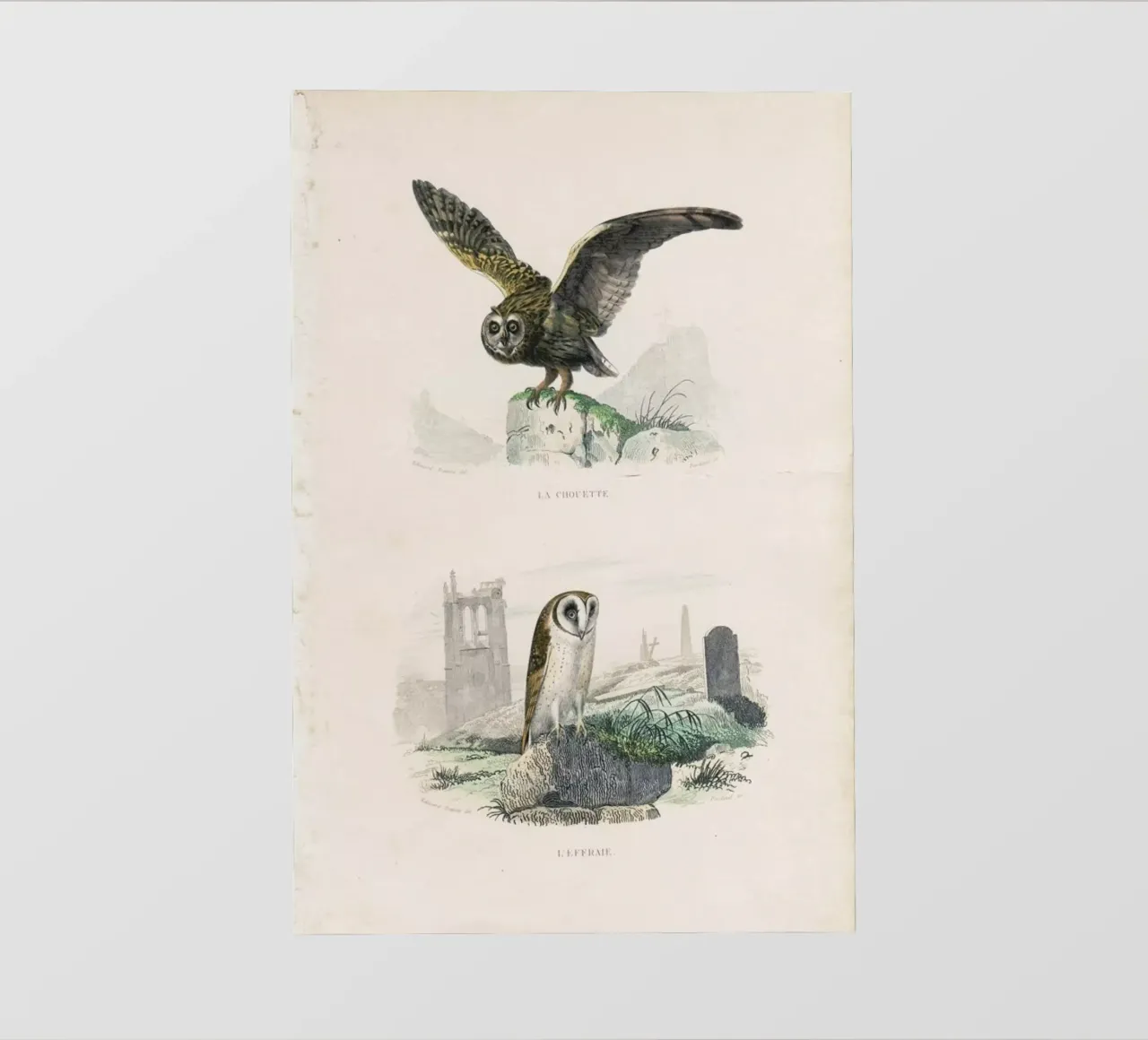 Owls telo in pvc da Flora & Fauna
