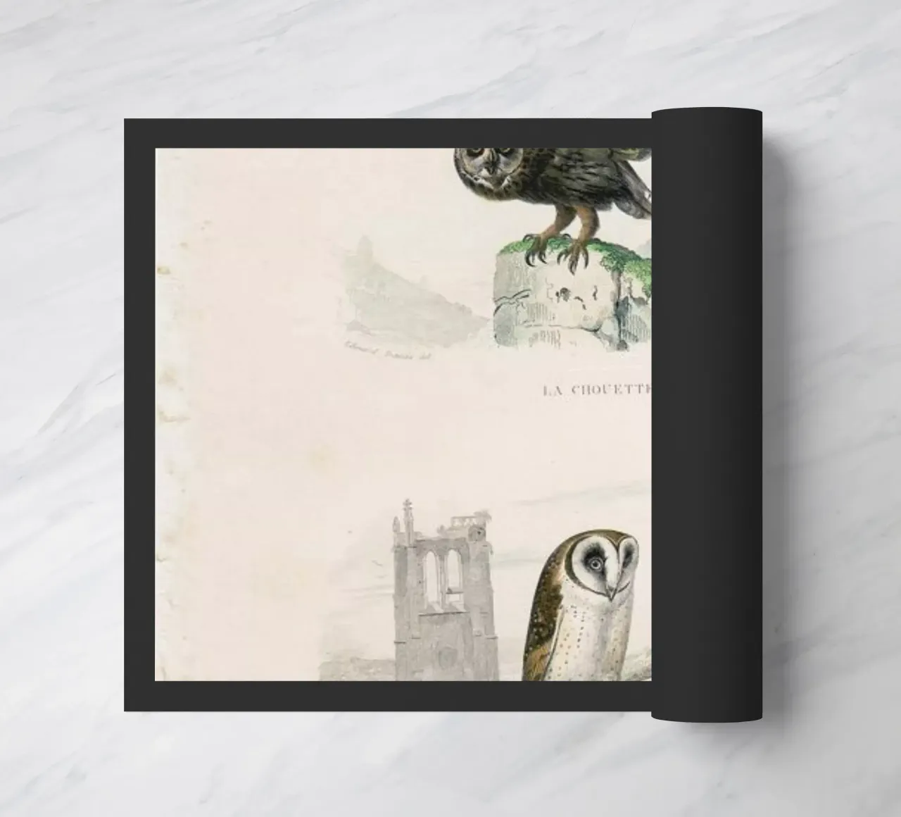 Owls zerbino da Flora & Fauna