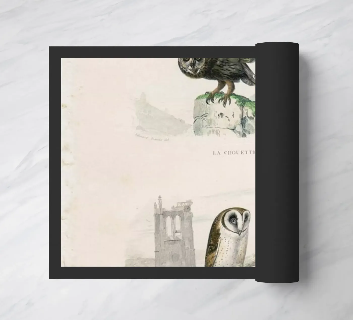 Owls zerbino da Flora & Fauna