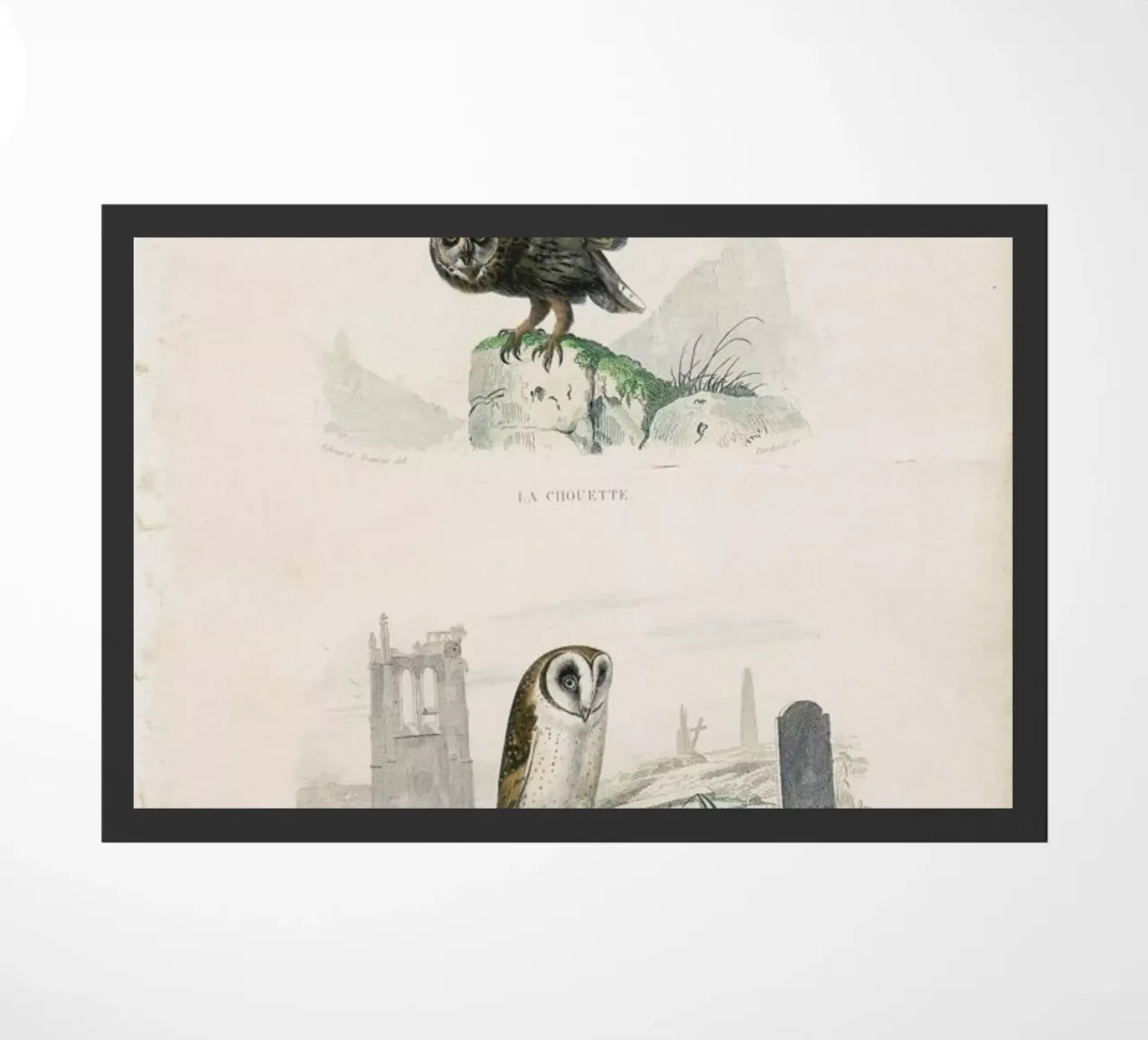 Owls zerbino da Flora & Fauna