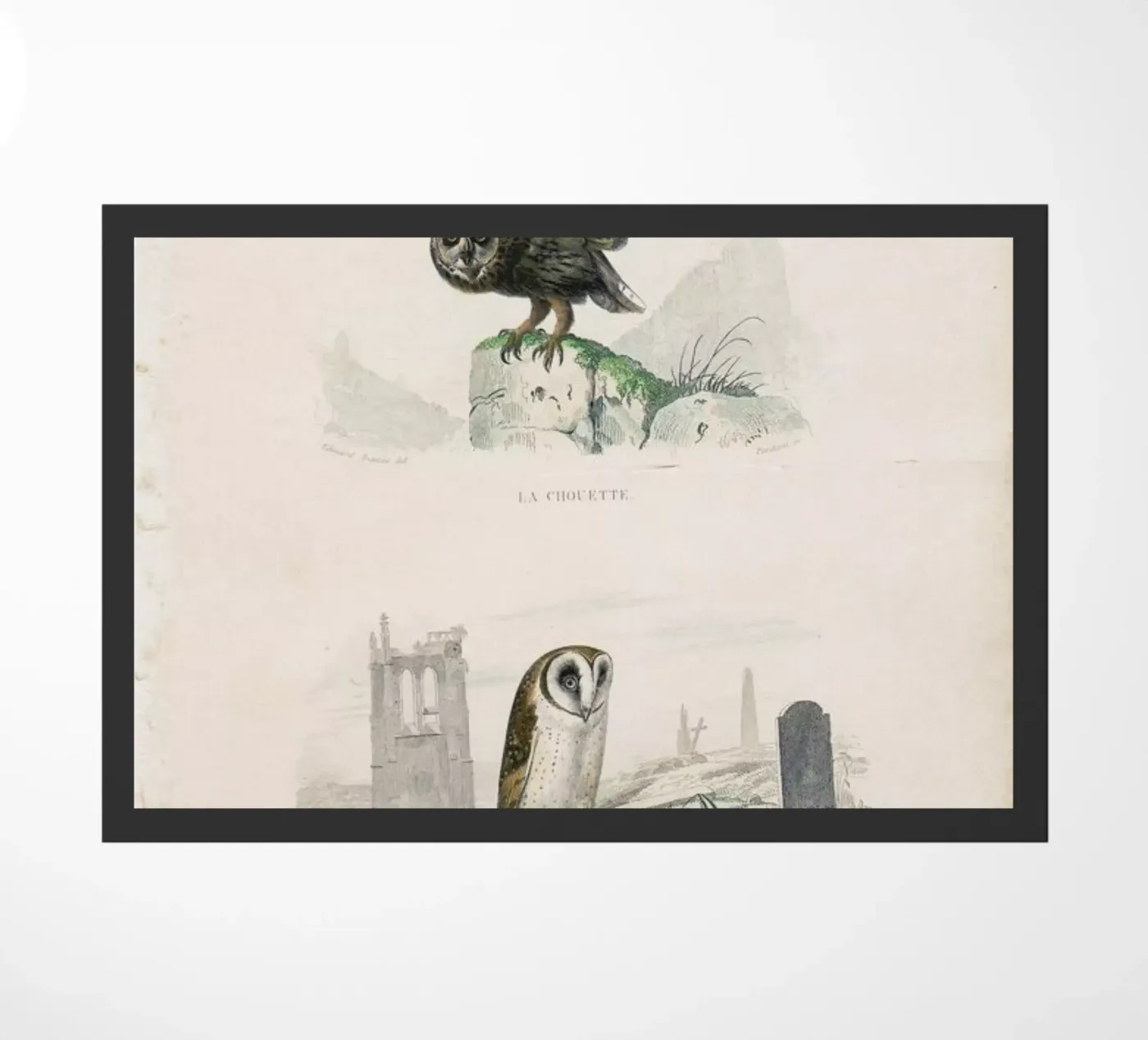 Owls zerbino da Flora & Fauna