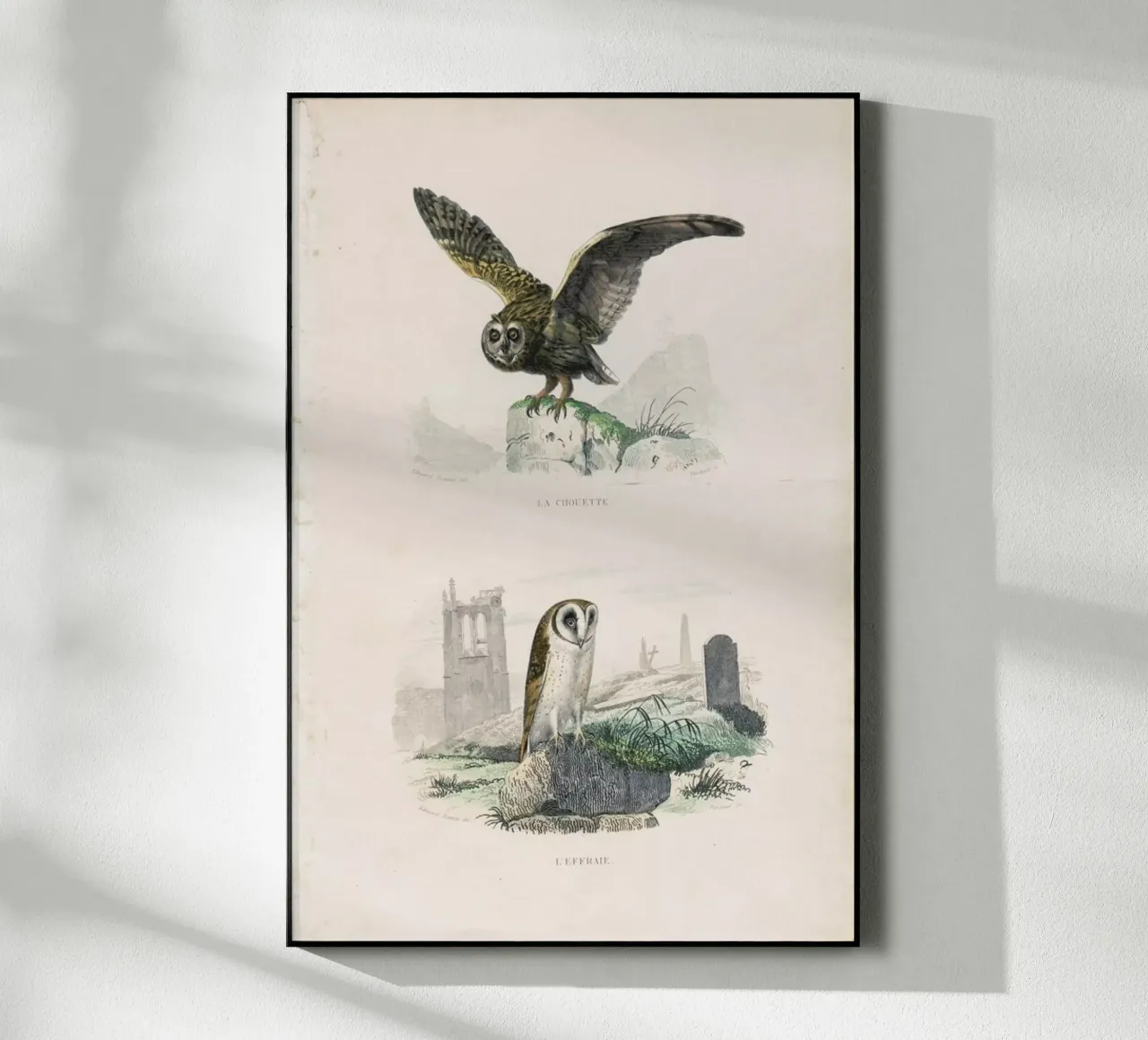 Owls plexiglass da Flora & Fauna