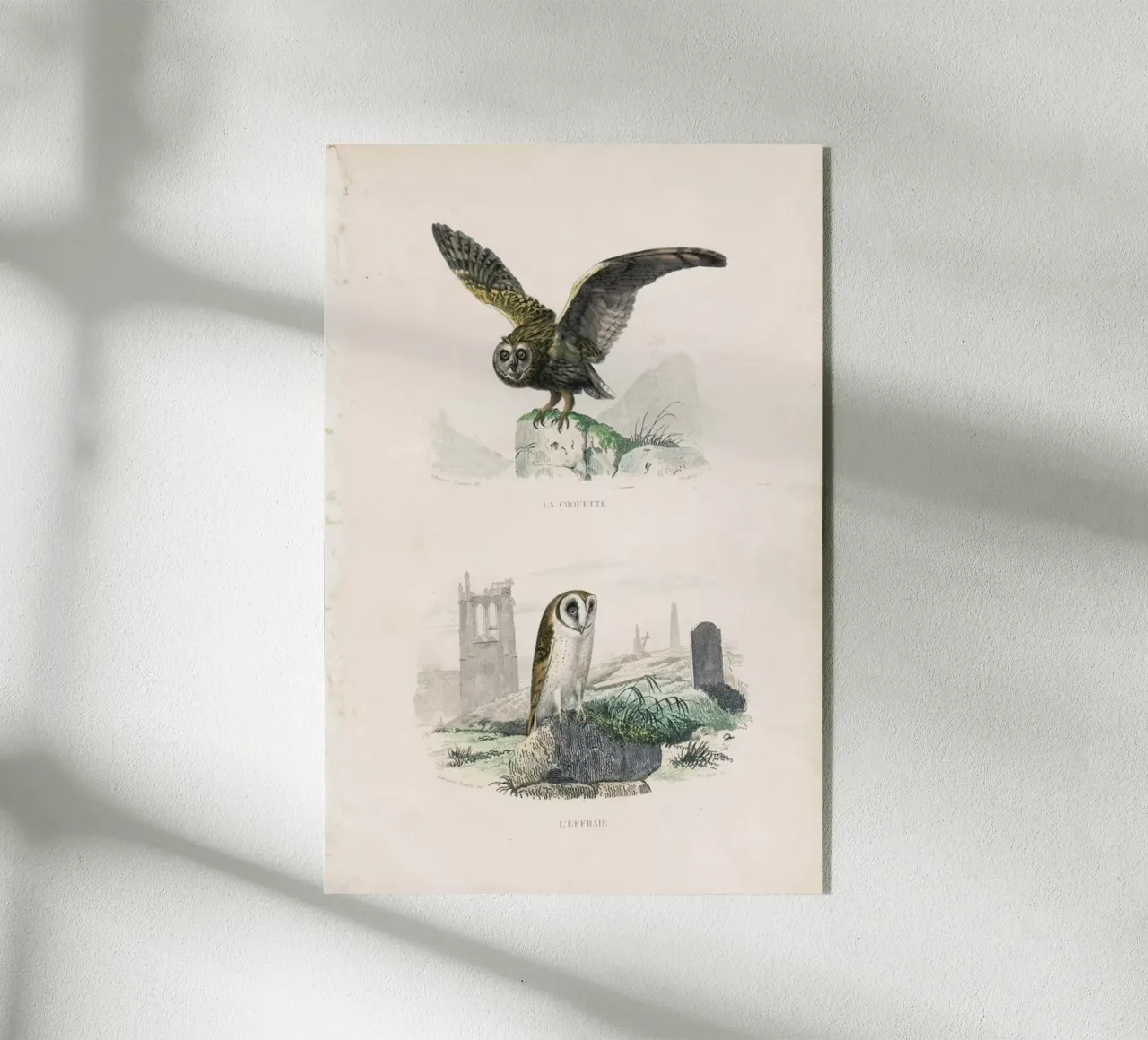 Owls plexiglass da Flora & Fauna