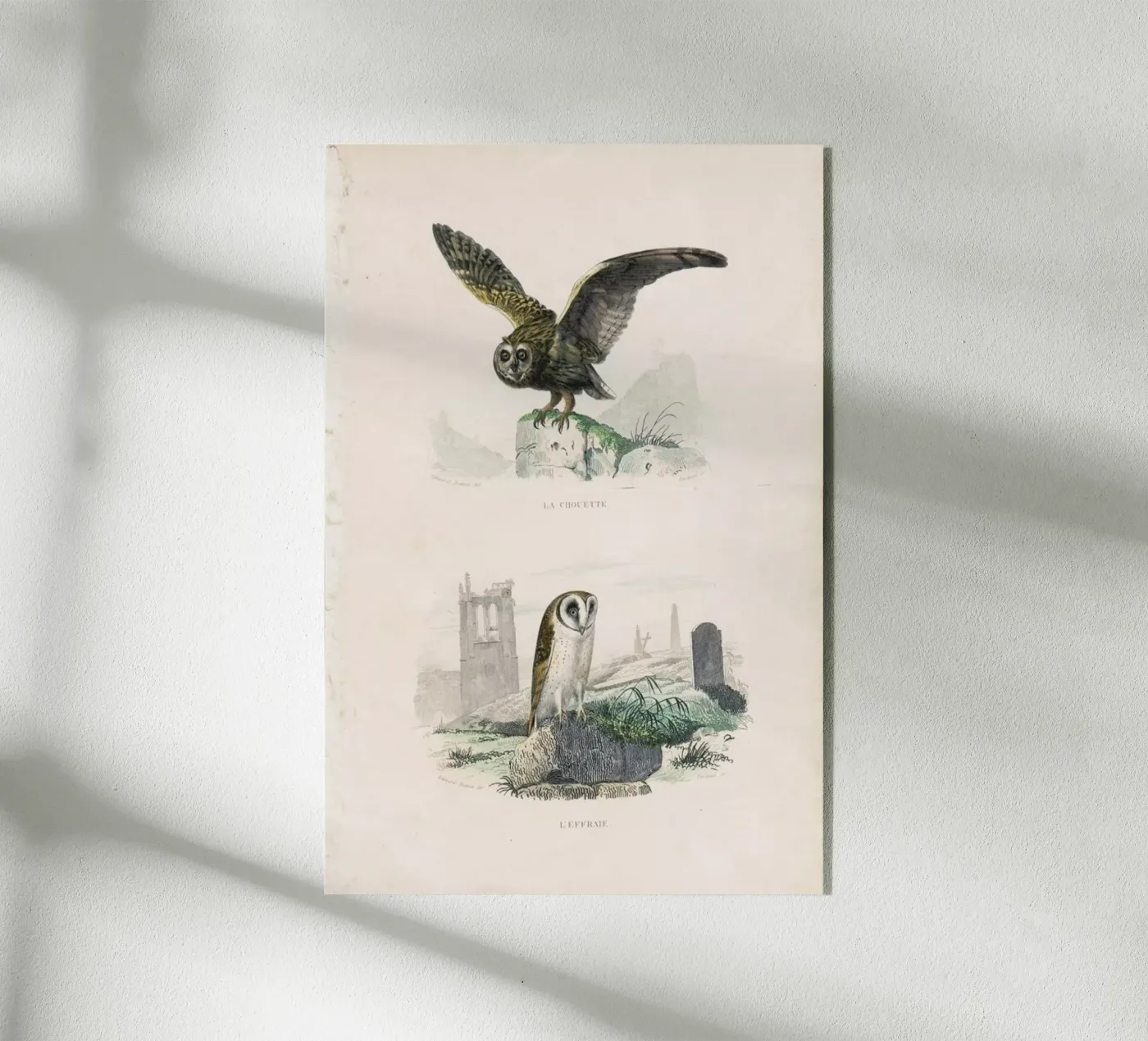 Owls plexiglass da Flora & Fauna