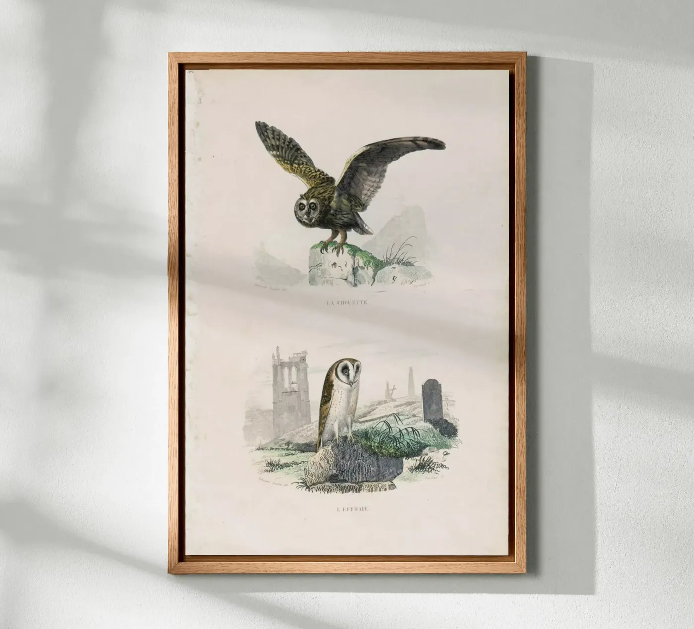 Owls pannello forex da Flora & Fauna