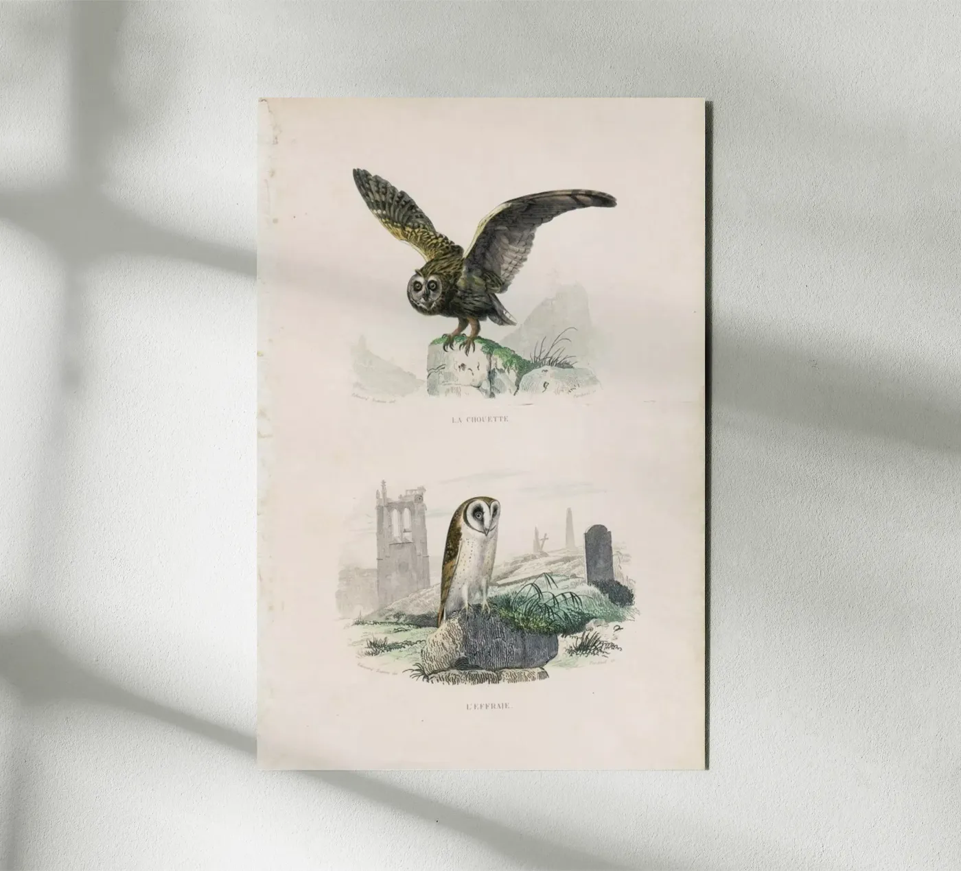 Owls pannello forex da Flora & Fauna