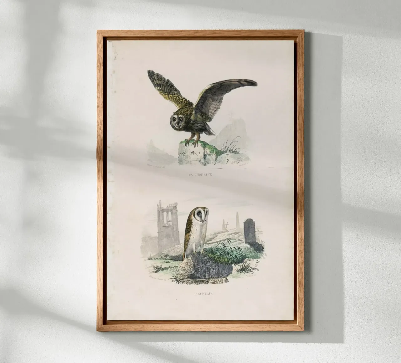 Owls canvas met Baklijst van Flora & Fauna