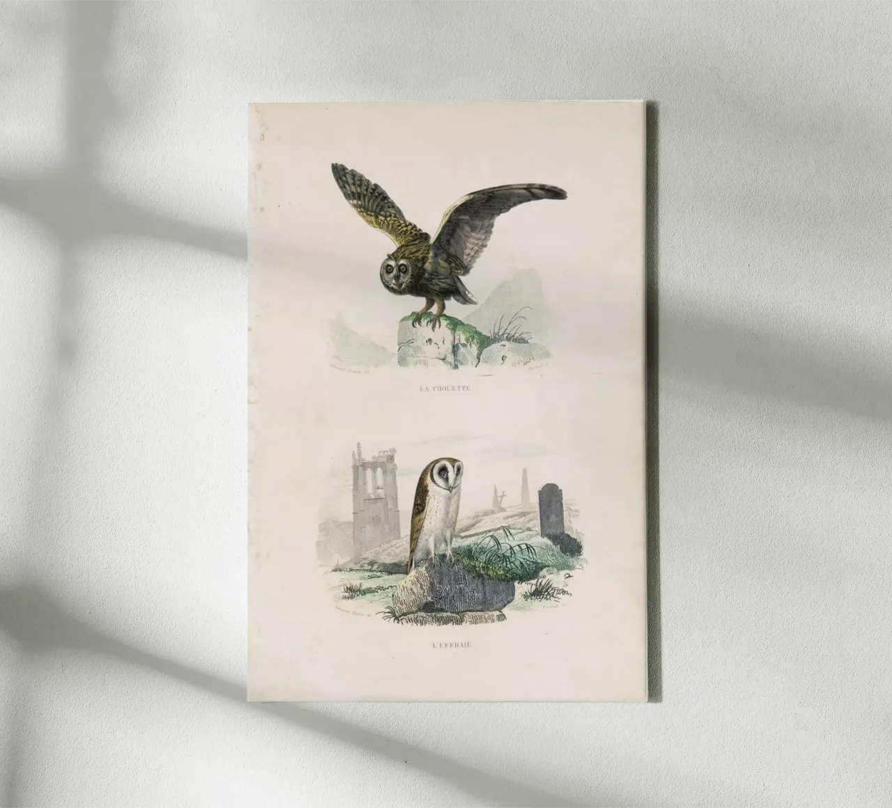Owls canvas met Baklijst van Flora & Fauna