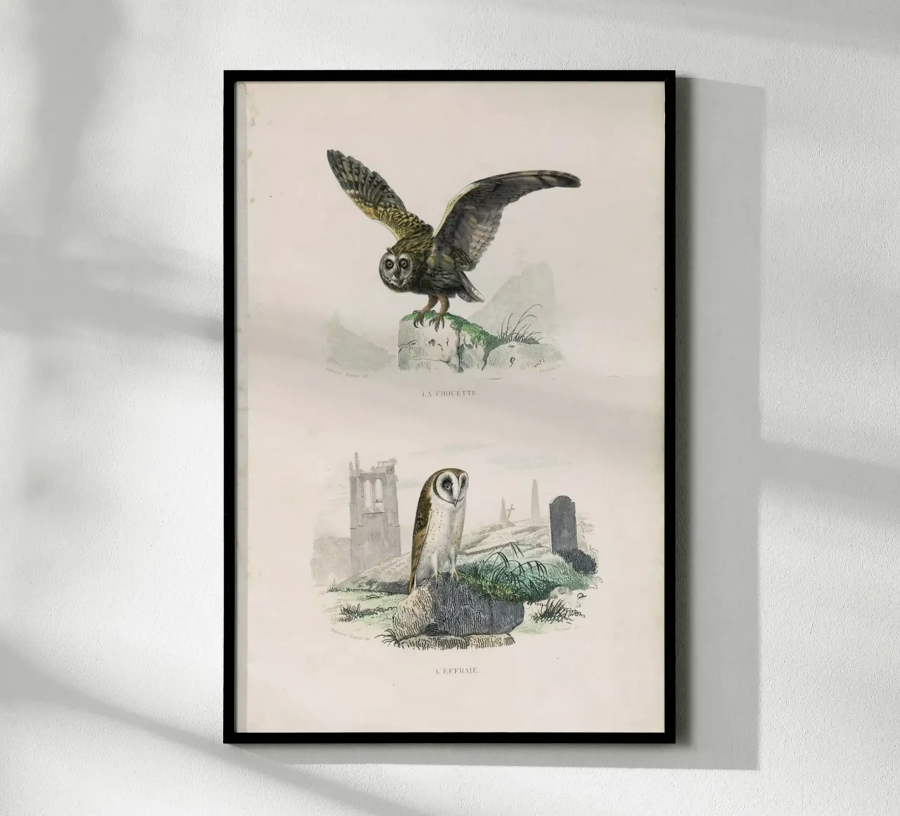 Owls poster da Flora & Fauna