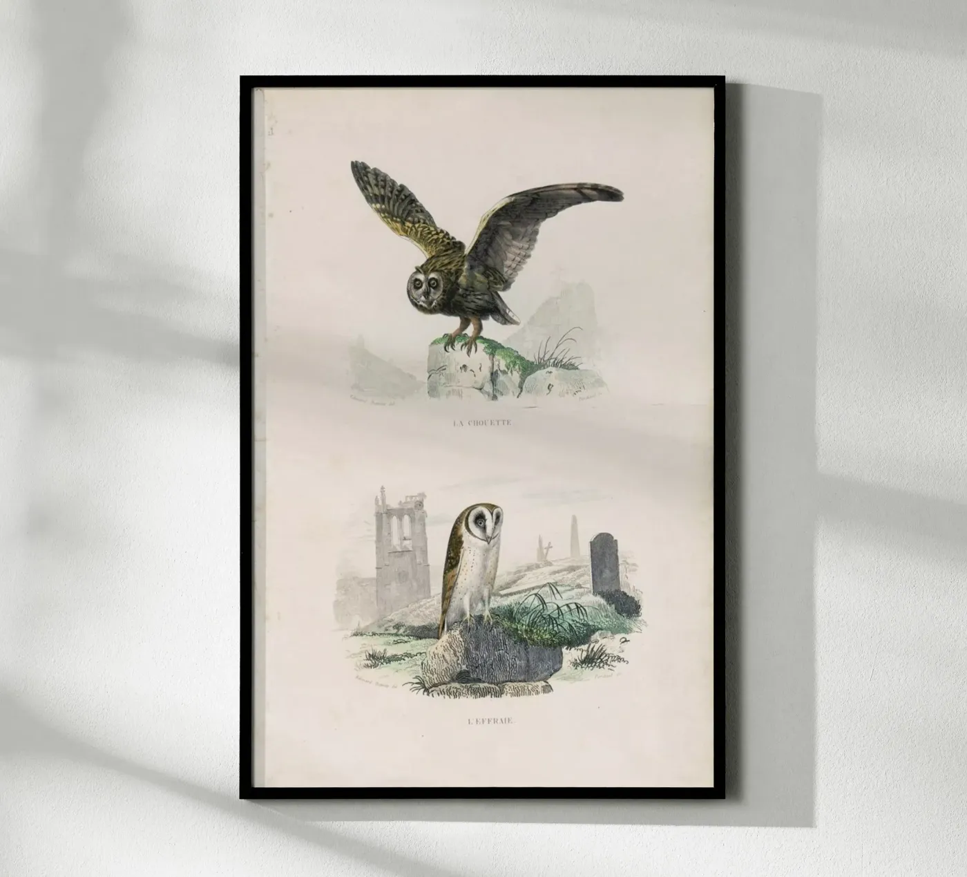Owls poster da Flora & Fauna