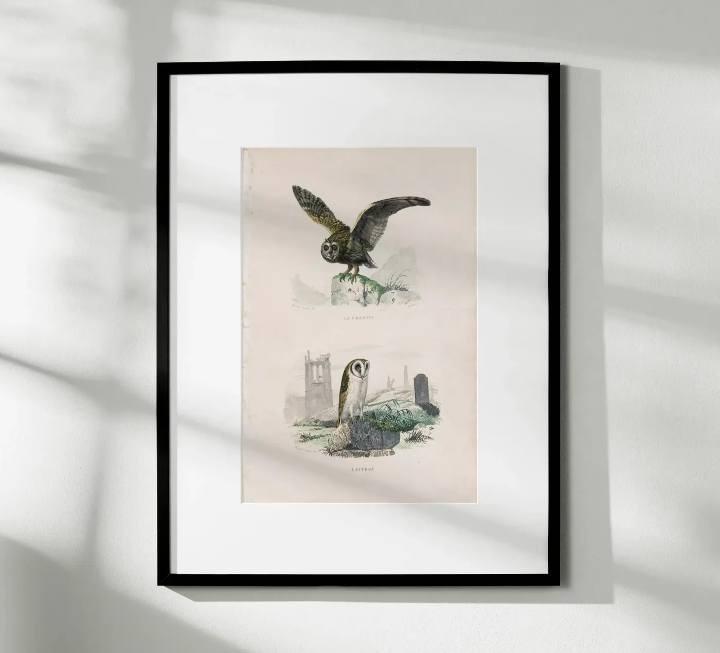 Owls poster da Flora & Fauna
