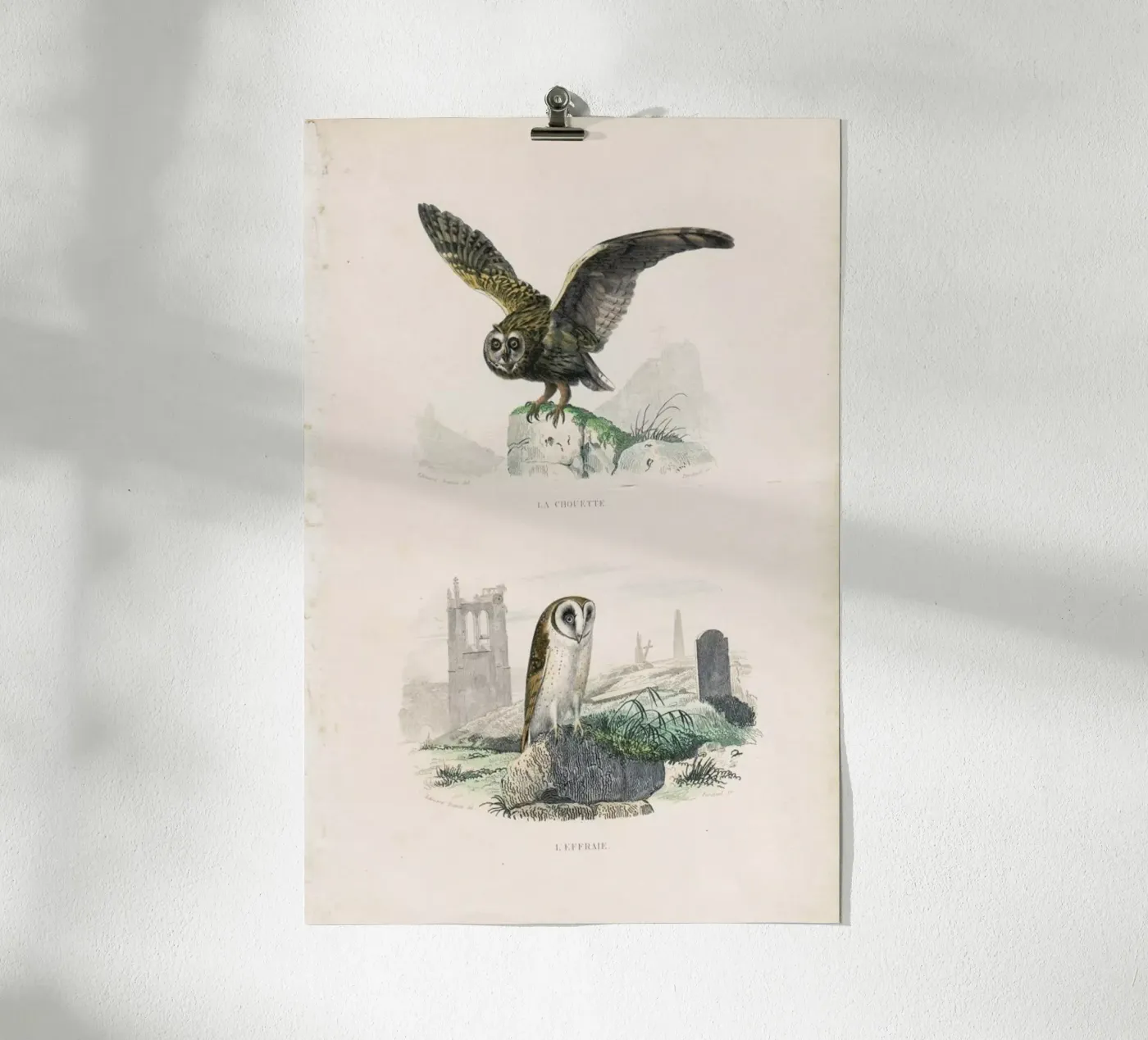 Owls poster da Flora & Fauna