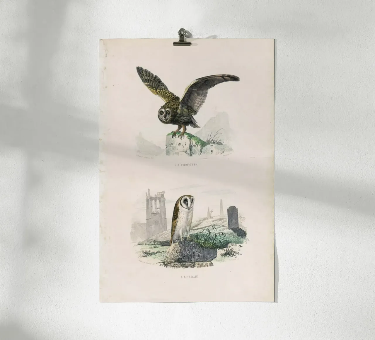 Owls poster da Flora & Fauna