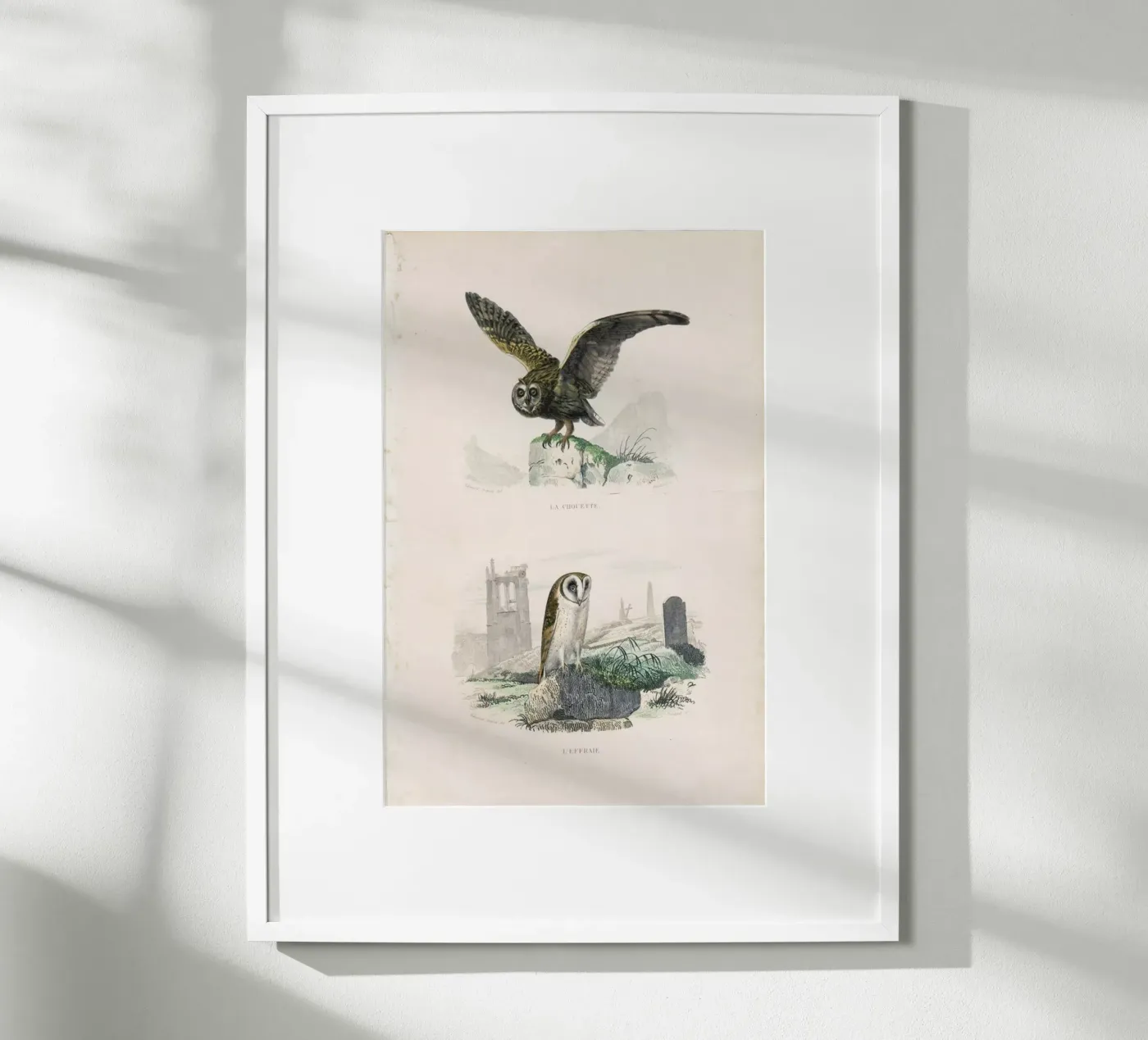 Owls poster da Flora & Fauna