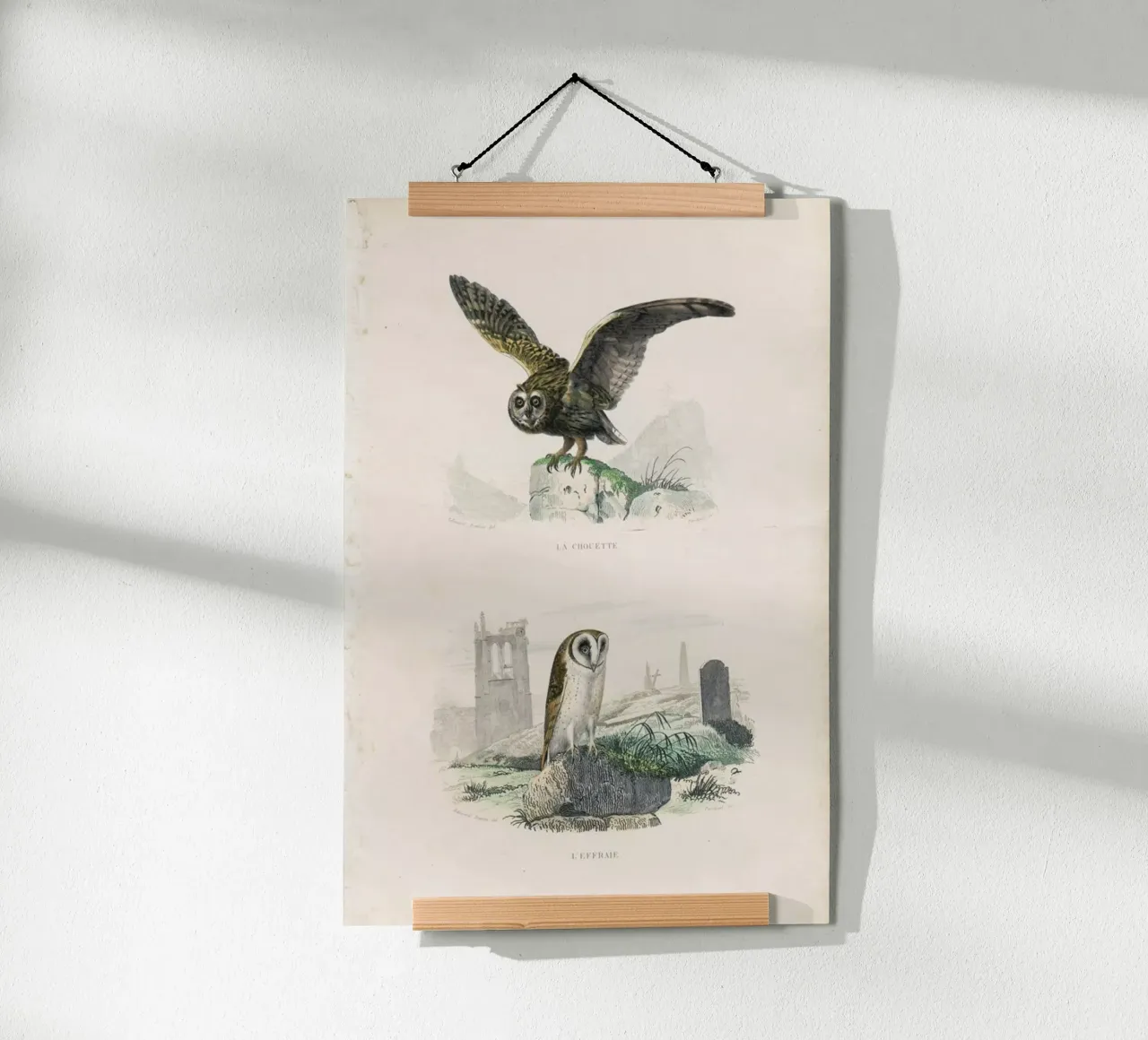 Owls poster da Flora & Fauna