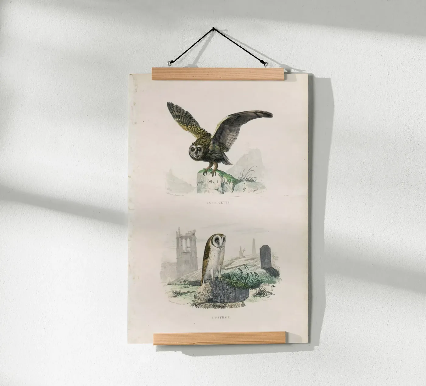 Owls poster da Flora & Fauna