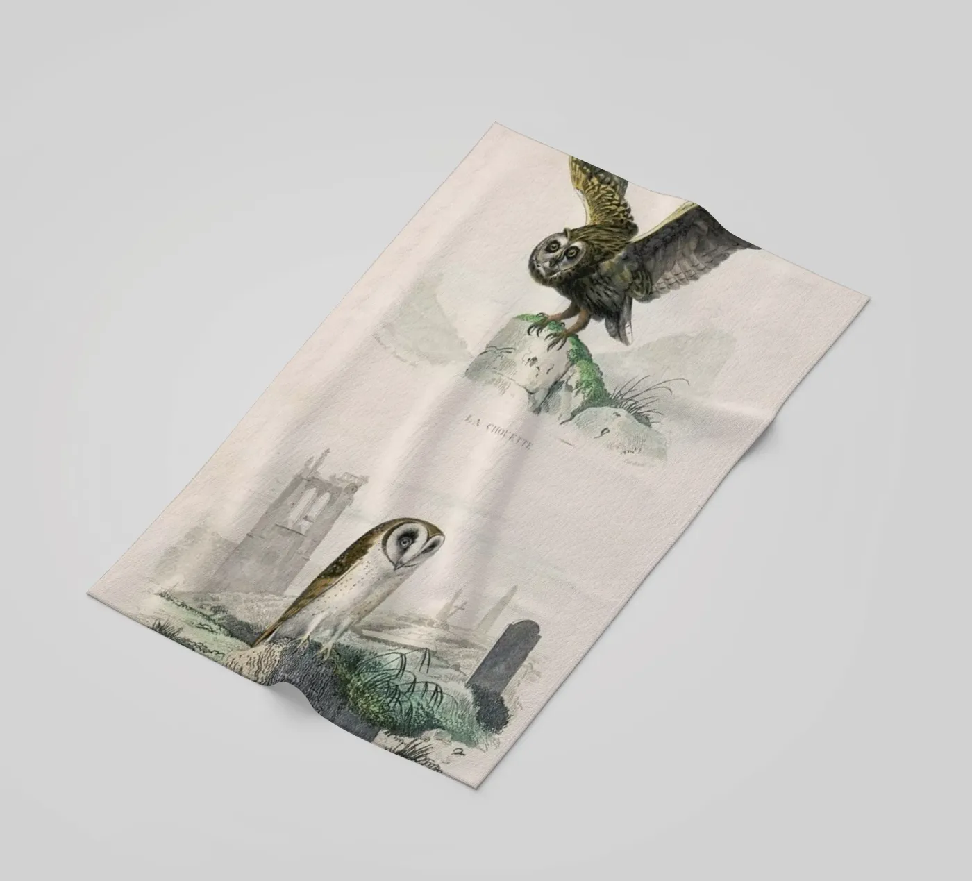 Owls telo mare da Flora & Fauna