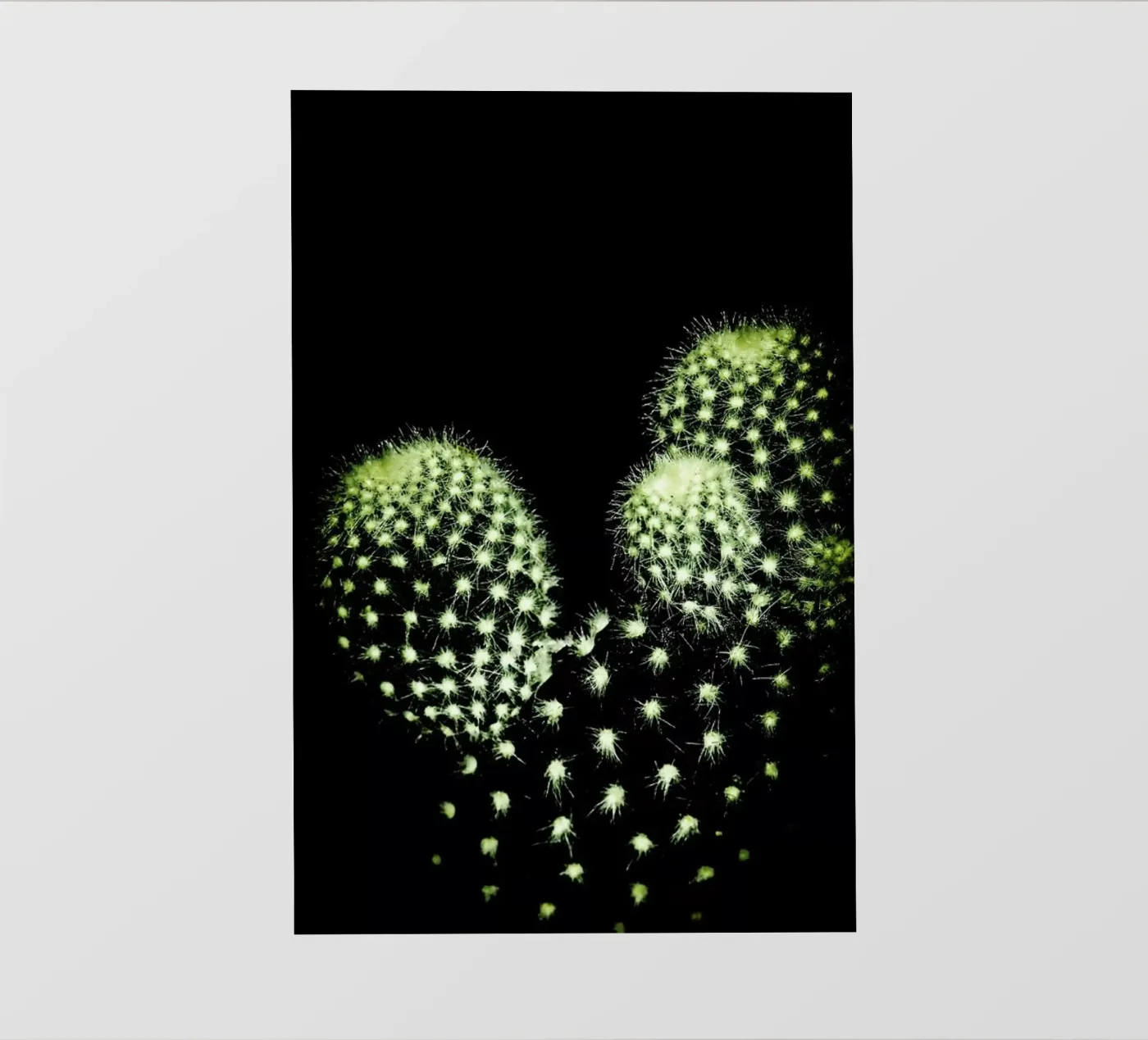 Dark Cactus pellicola backlit da Babett Schultze