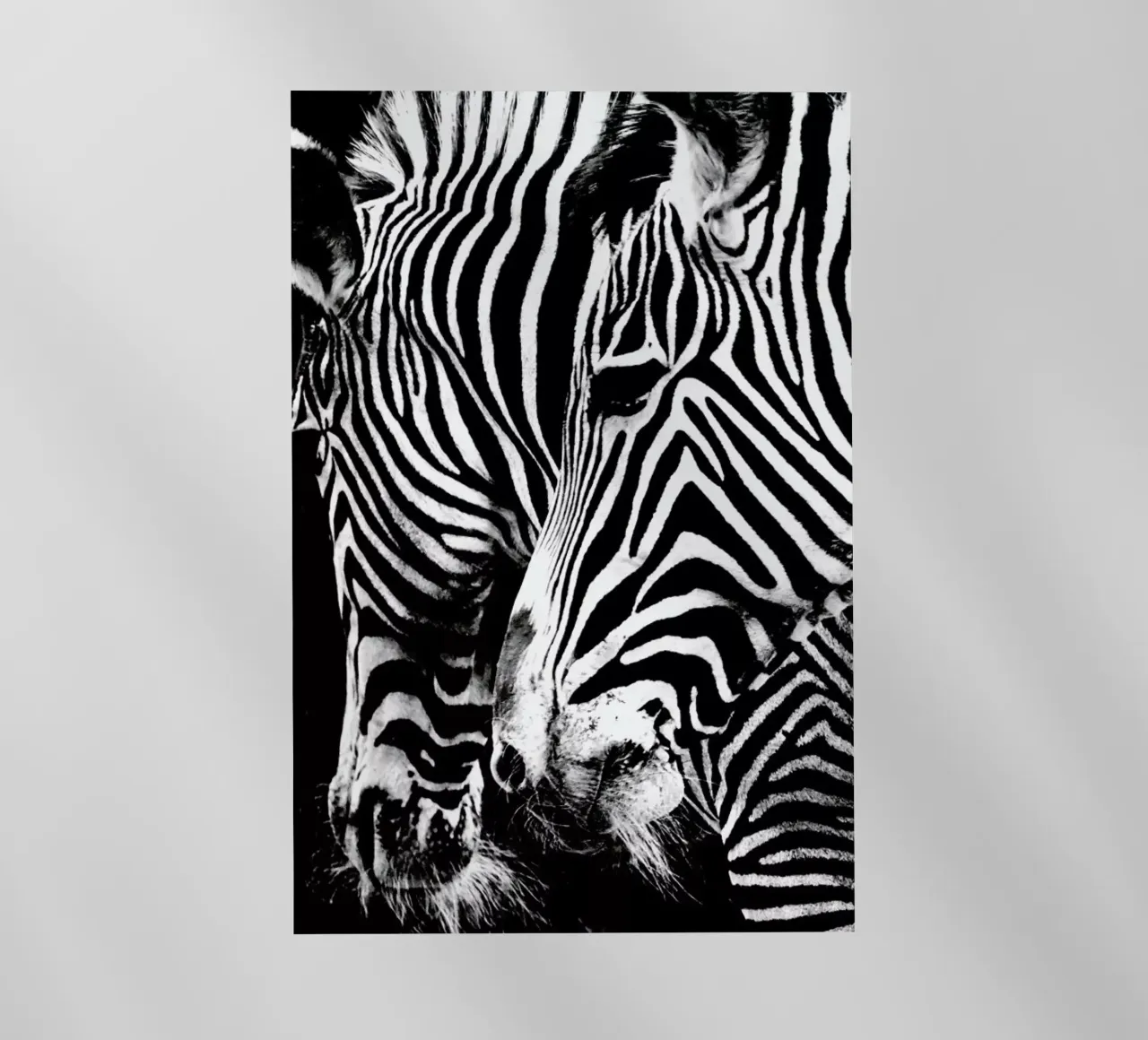 Zebra Hug pellicola backlit da Babett Schultze