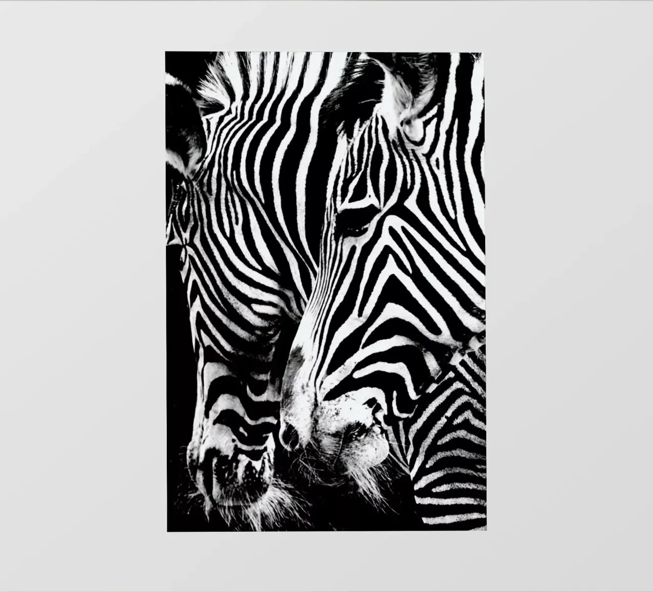 Zebra Hug pellicola backlit da Babett Schultze