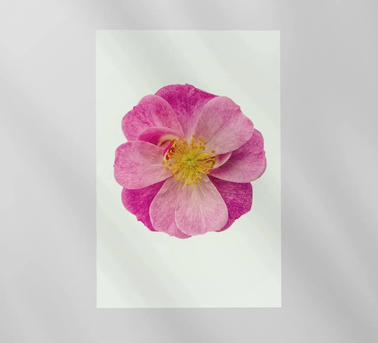 Singola rosa selvatica pellicola backlit da Curious Collections by Marielle Leenders