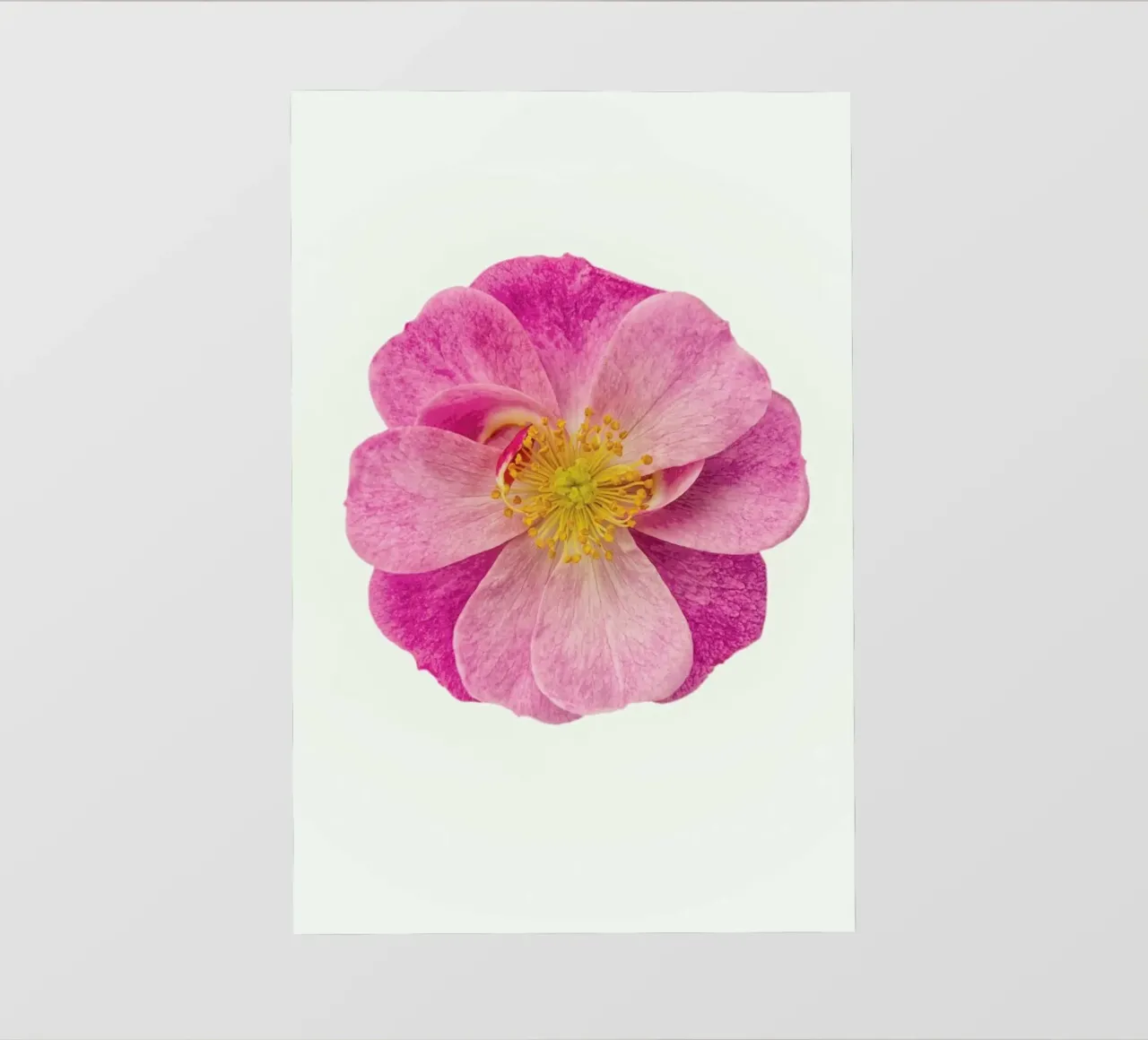 Singola rosa selvatica pellicola backlit da Curious Collections by Marielle Leenders