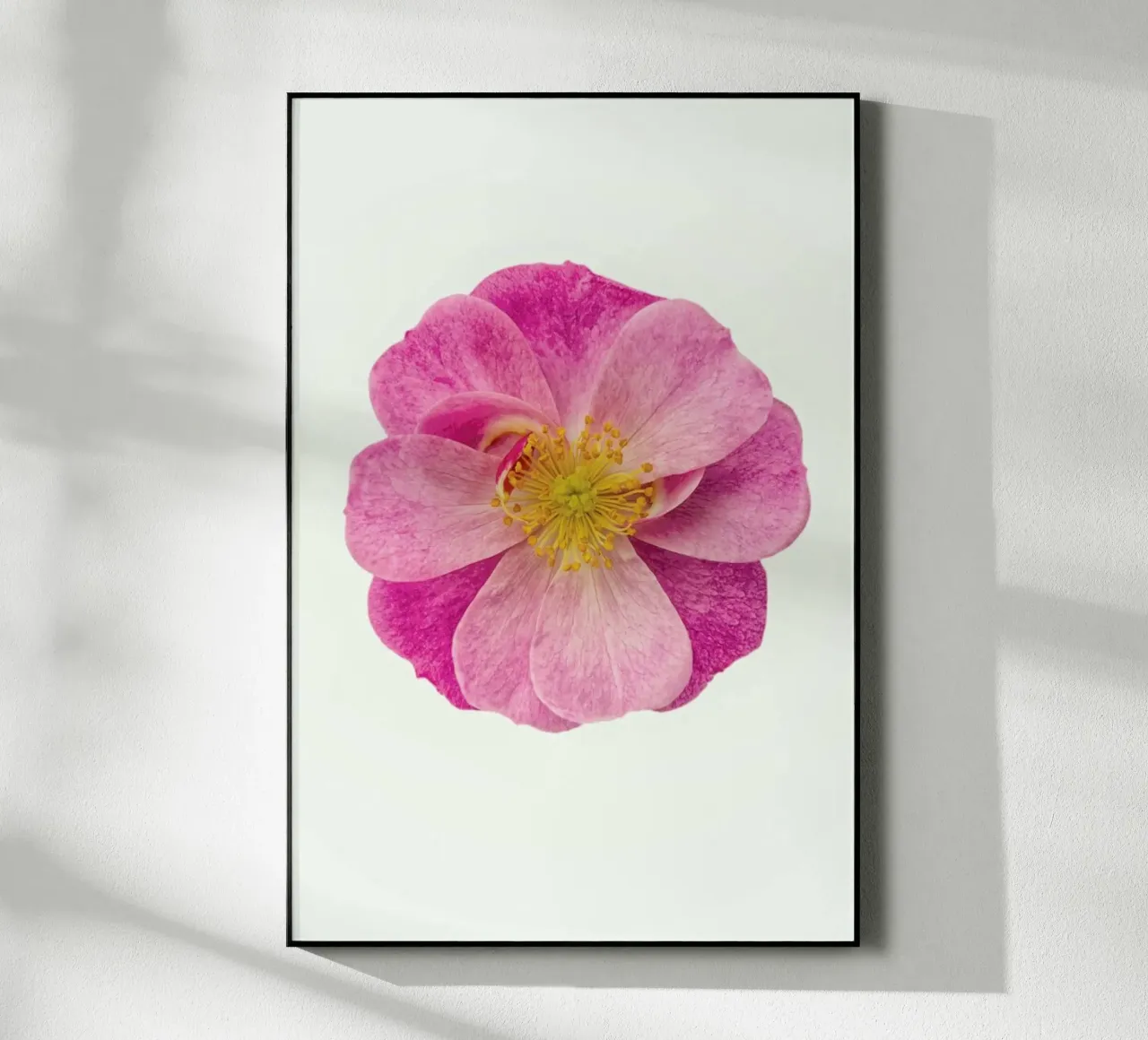 Singola rosa selvatica plexiglass da Curious Collections by Marielle Leenders