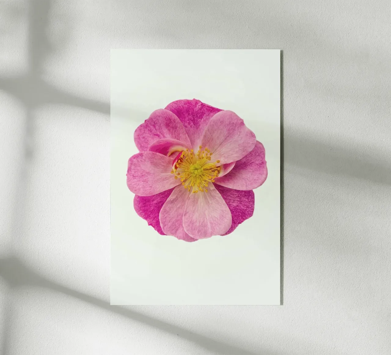 Singola rosa selvatica plexiglass da Curious Collections by Marielle Leenders