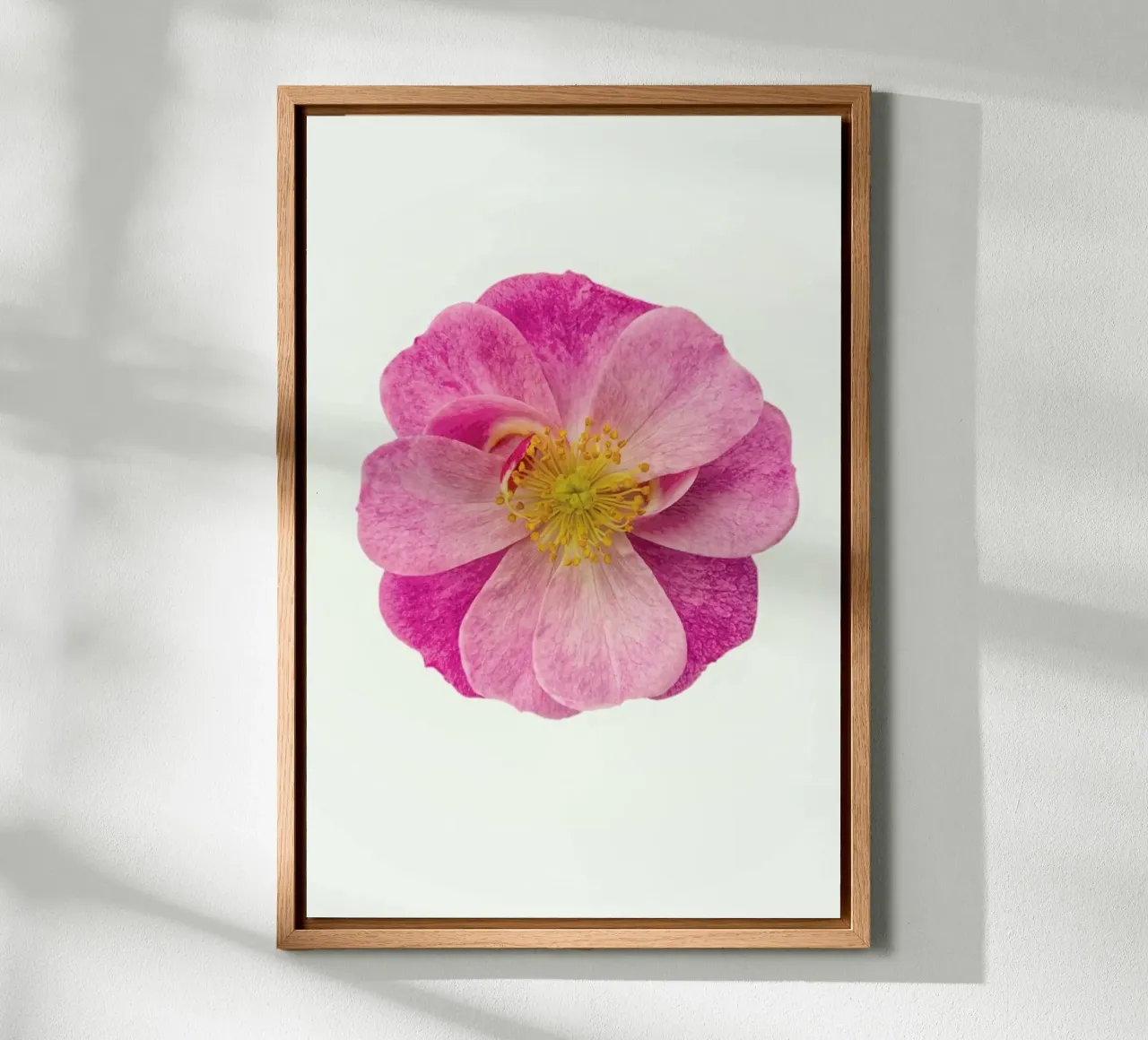 Singola rosa selvatica alluminio dibond da Curious Collections by Marielle Leenders