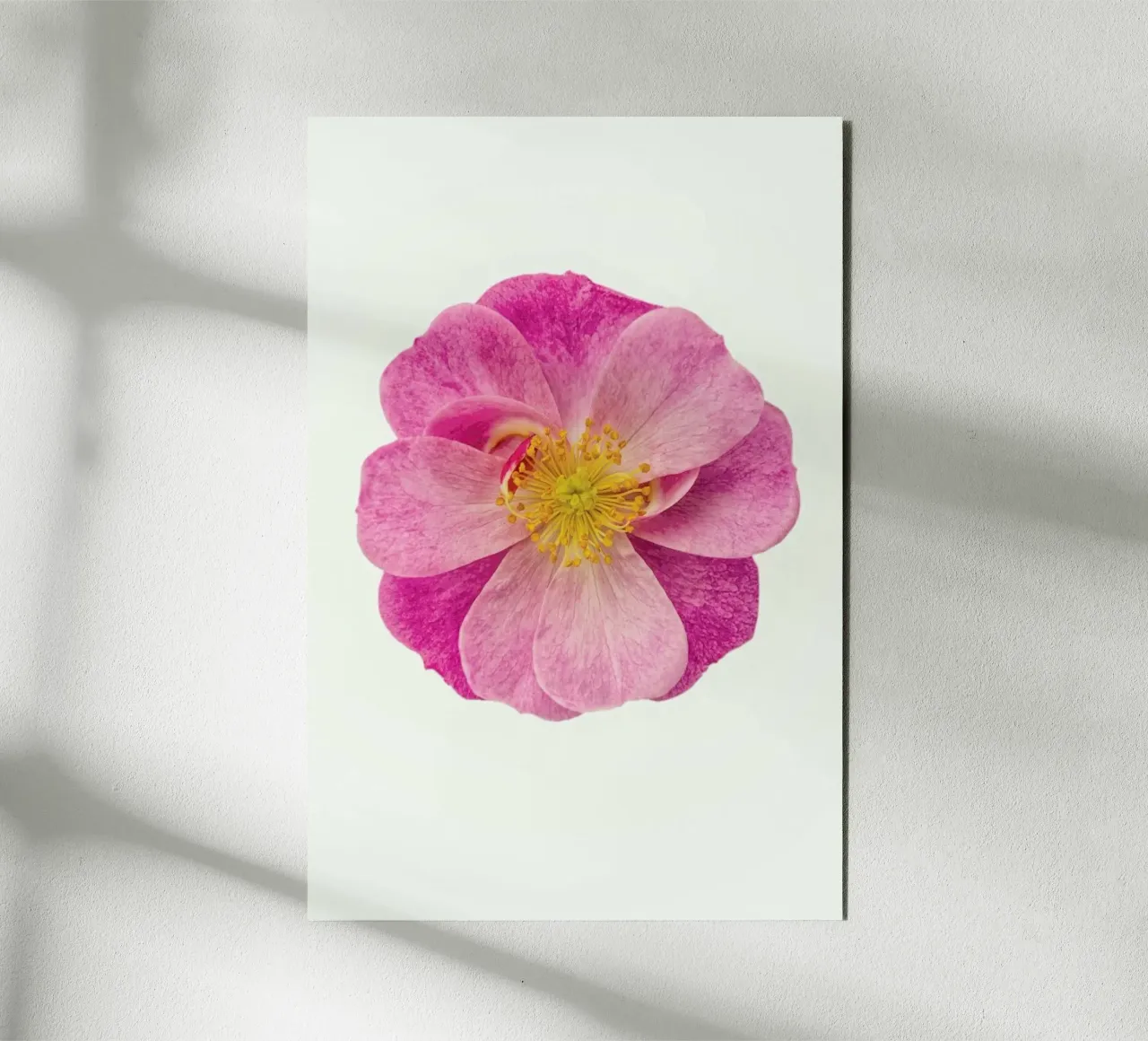 Singola rosa selvatica alluminio dibond da Curious Collections by Marielle Leenders