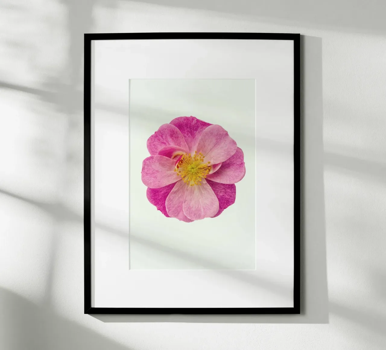 Singola rosa selvatica carta hahnemühle da Curious Collections by Marielle Leenders